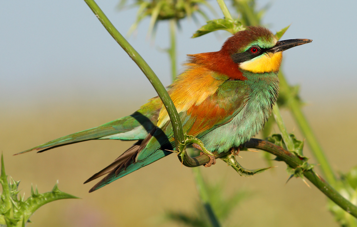 Bee Eater