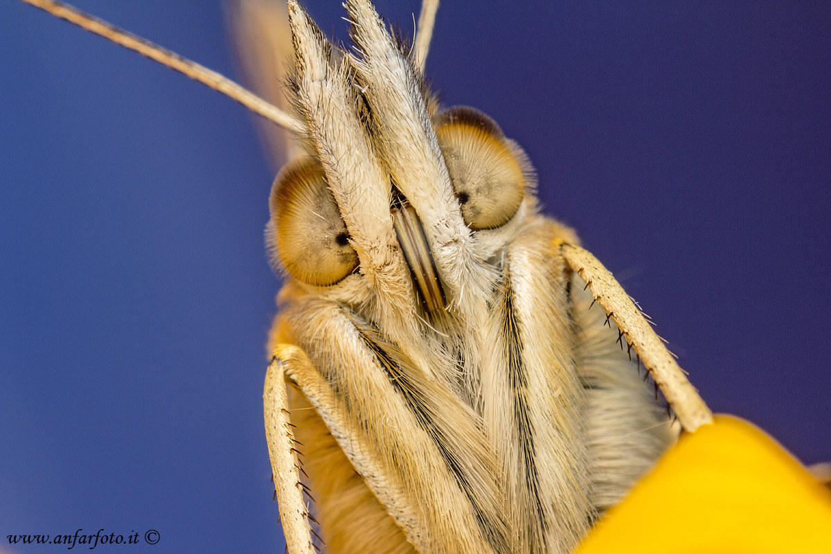 Primo piano di Vanessa del cardo