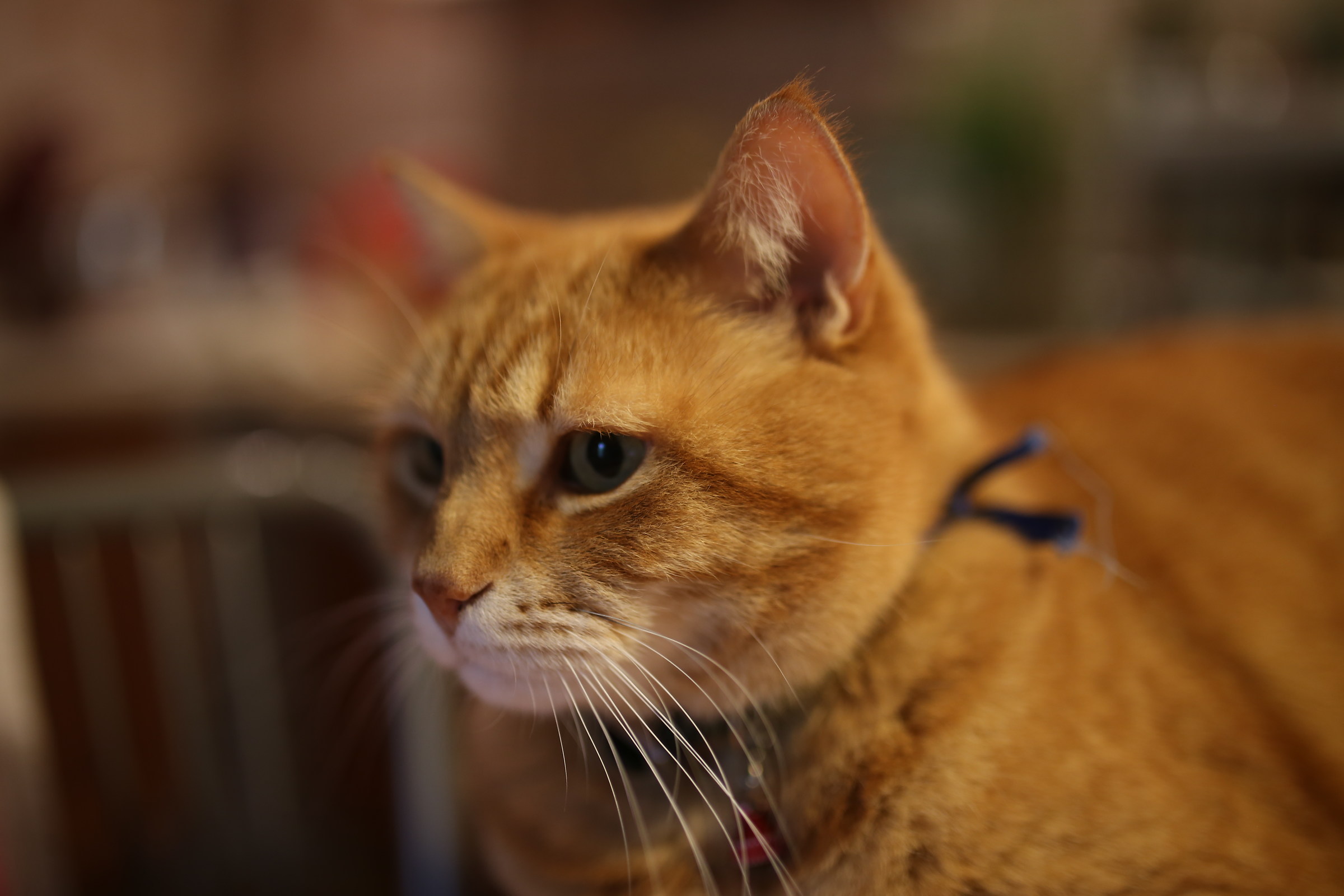 some people photographing tigers ...