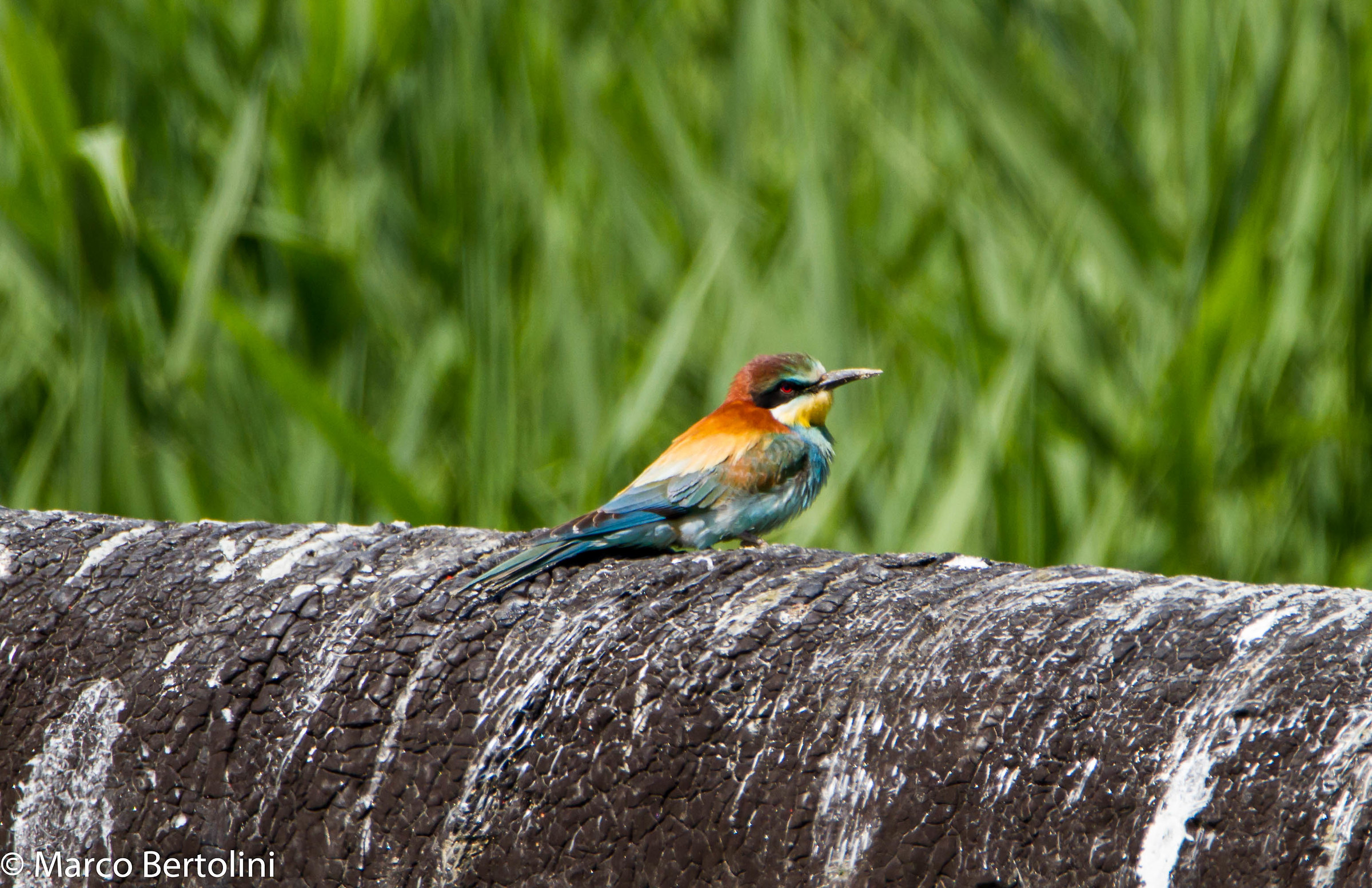 Bee Eater
