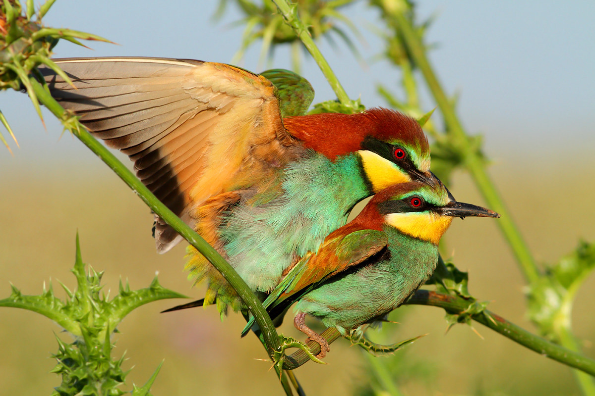 bee-eaters