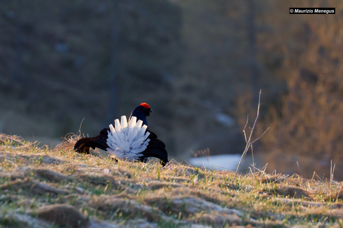 Lato B in controluce - Gallo Forcello