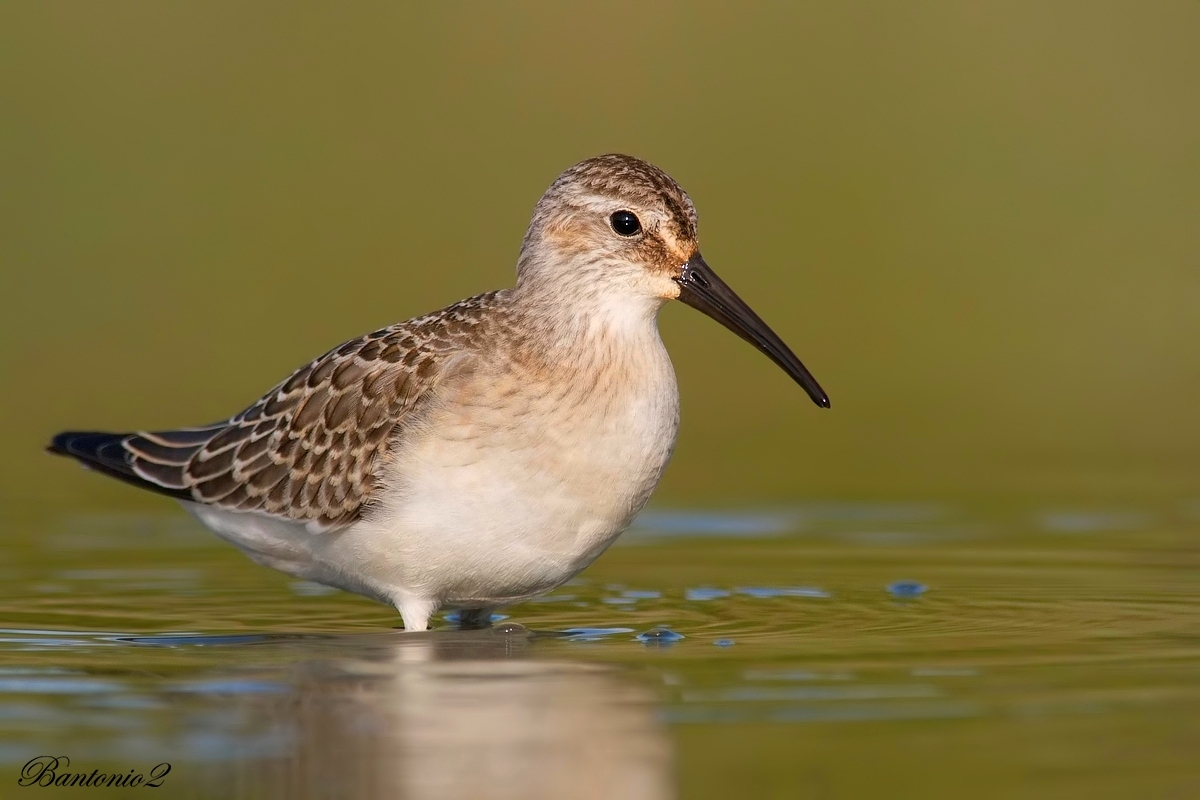 Piovanello (Calidris ferruginea).