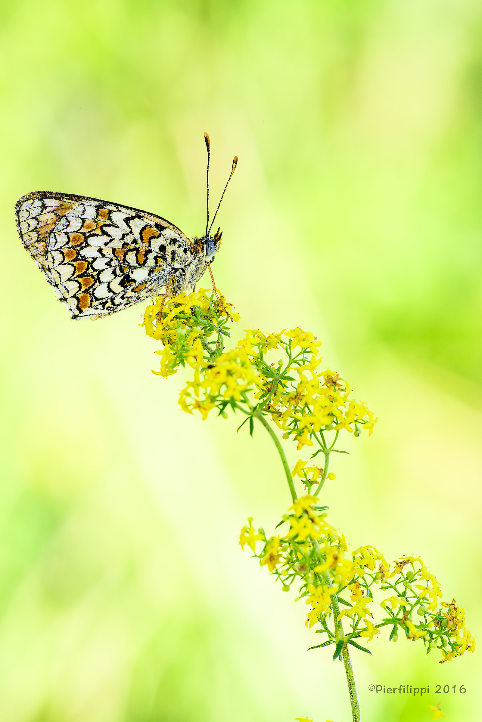Melitaea