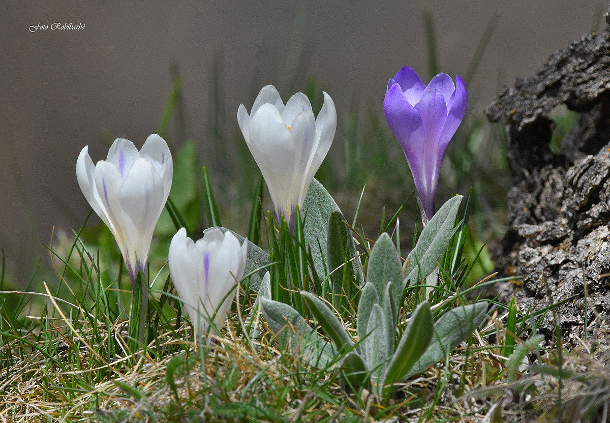 Zafferano selvatico....