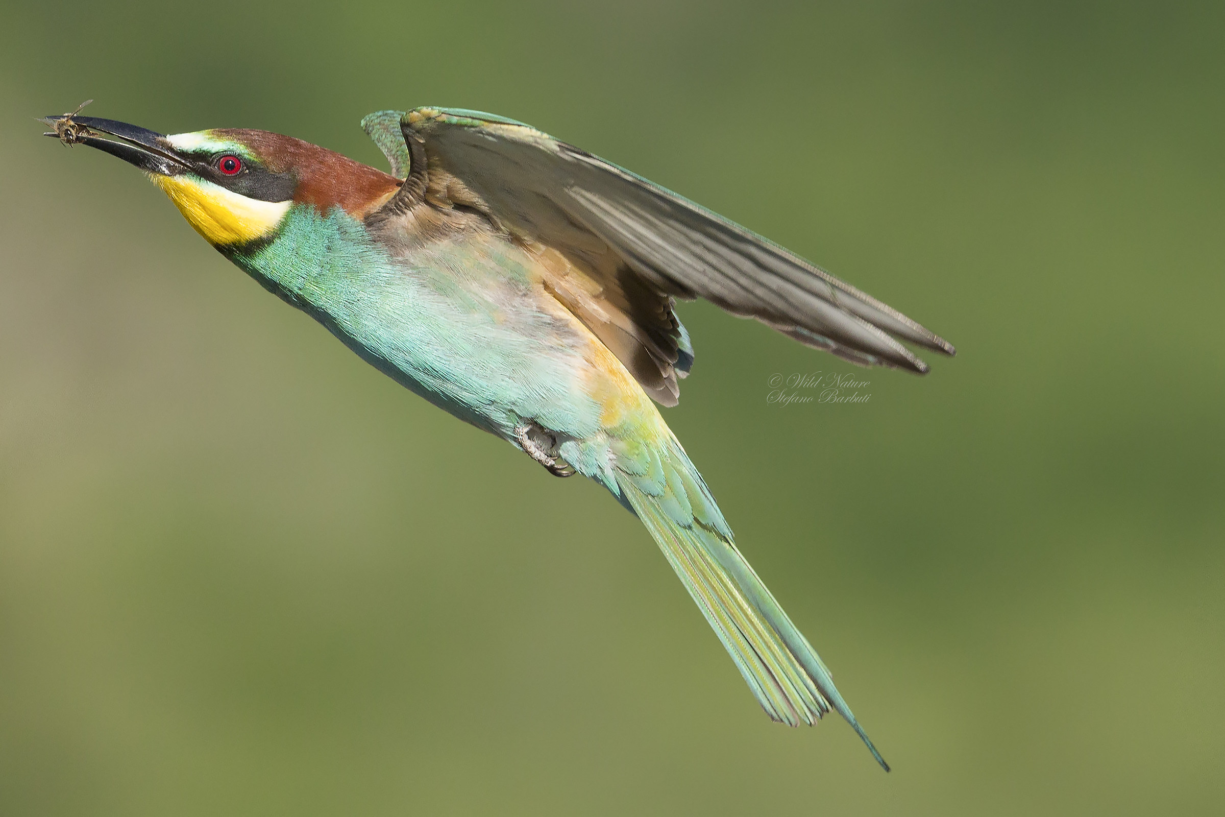 Cattura......al volo