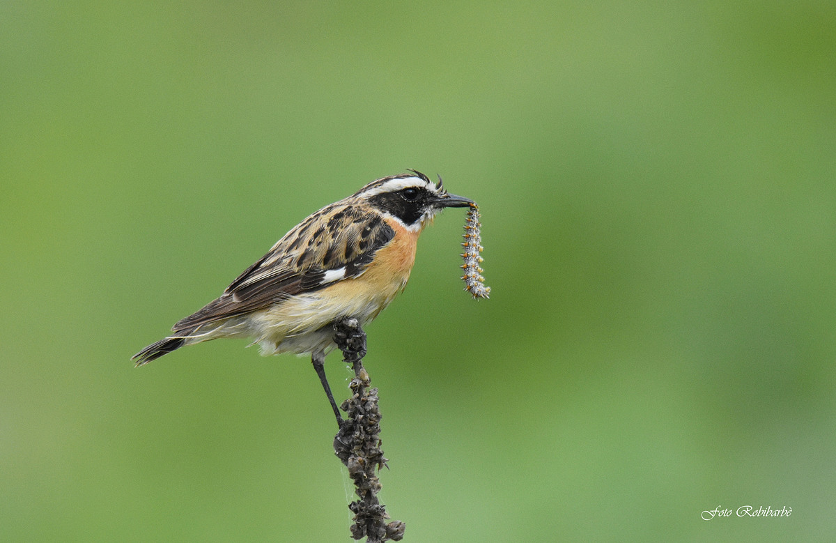 Stiaccino con preda....