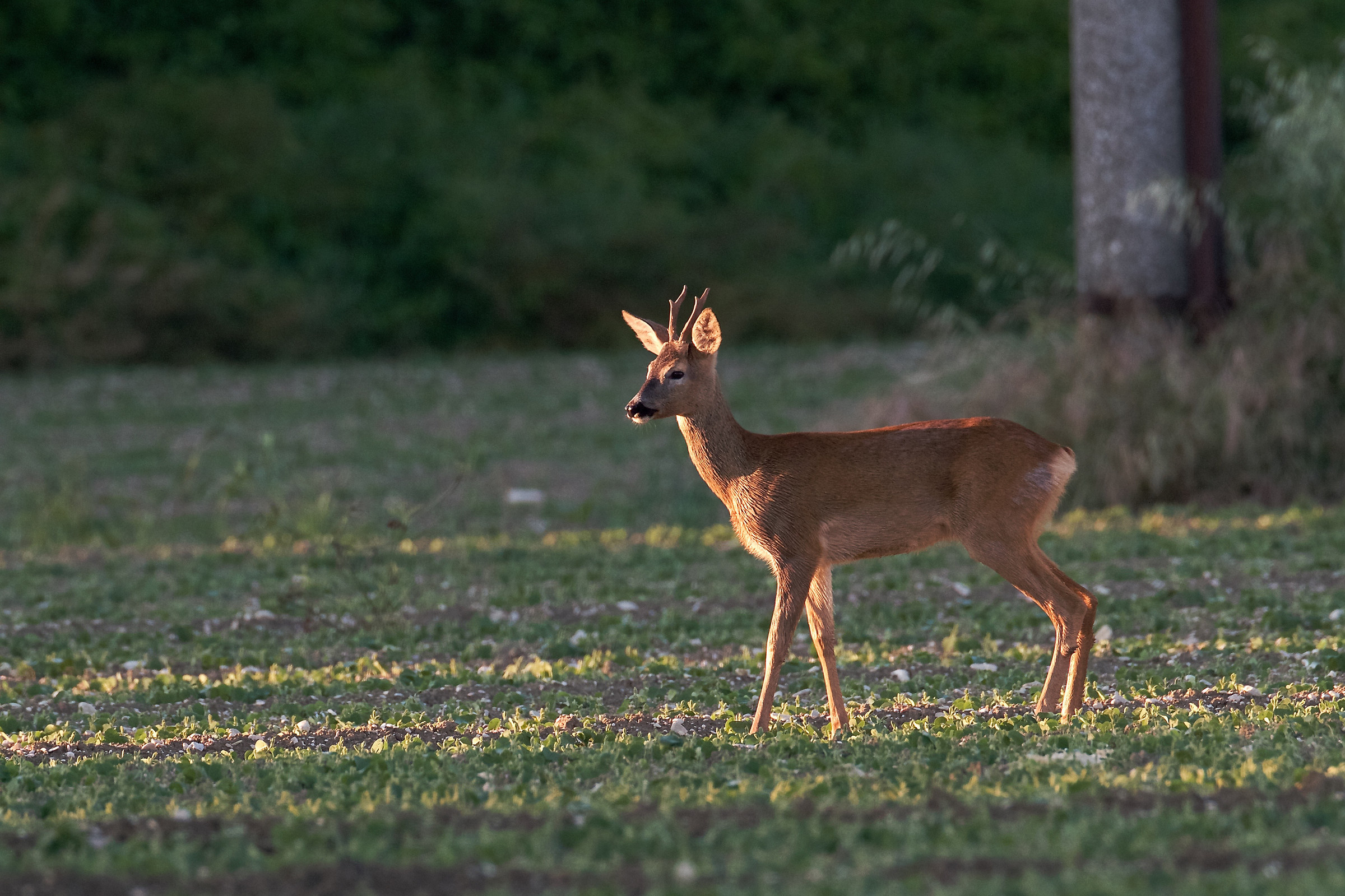 alle prime luci dell'alba... valle dell'Esino