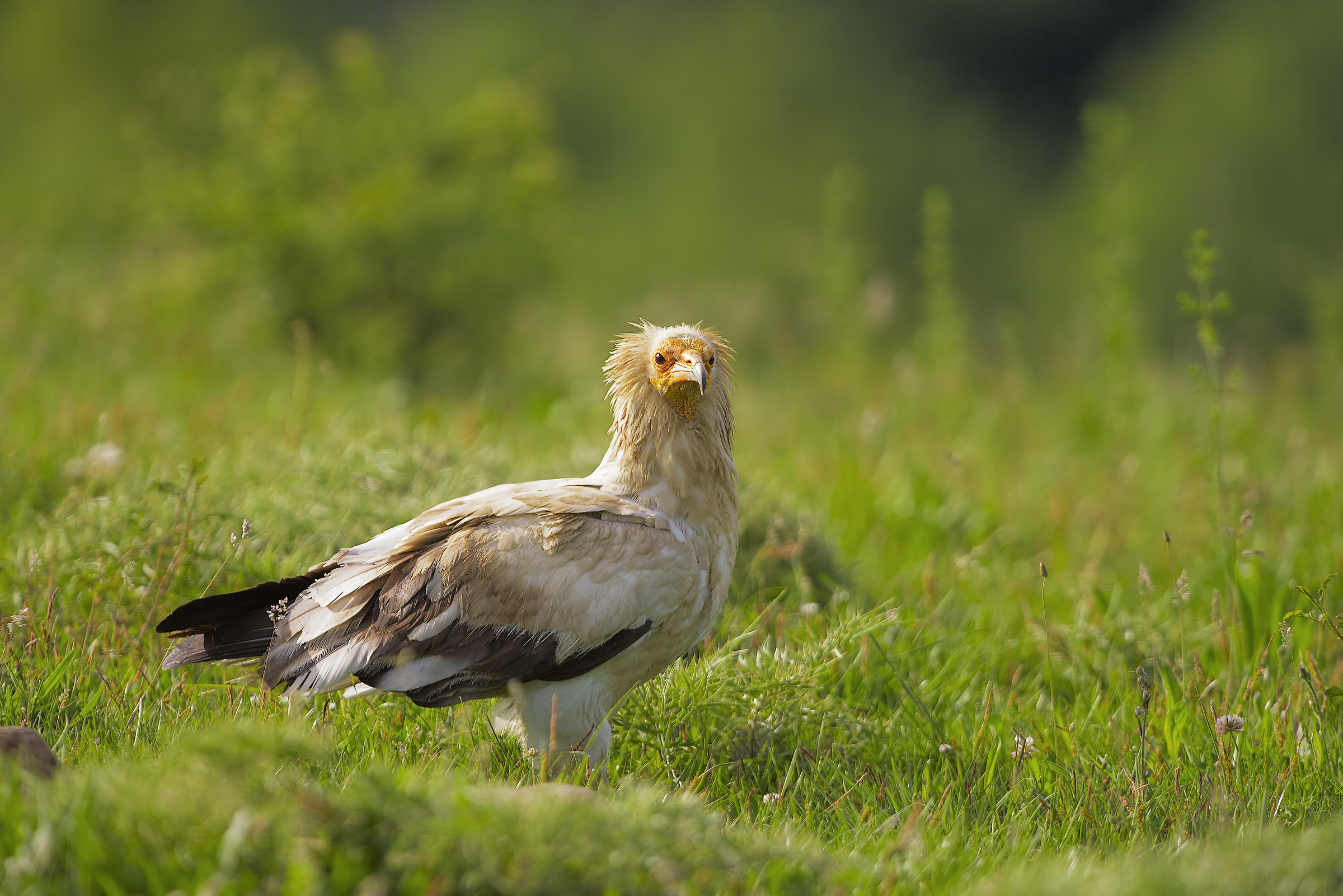 hence no one !!! ... that vitacccia ...