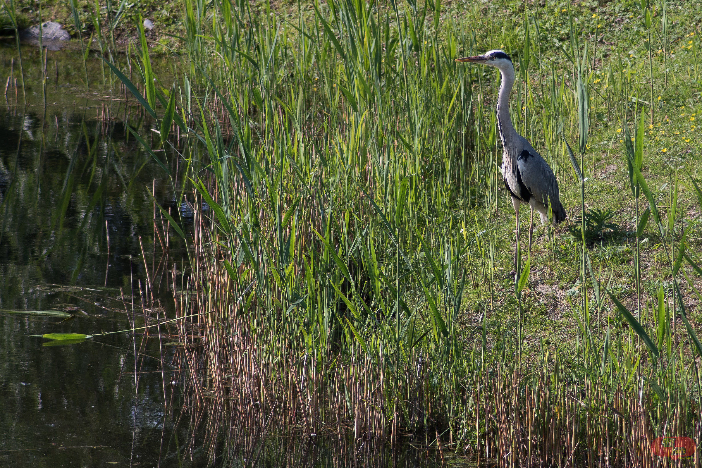 Heron