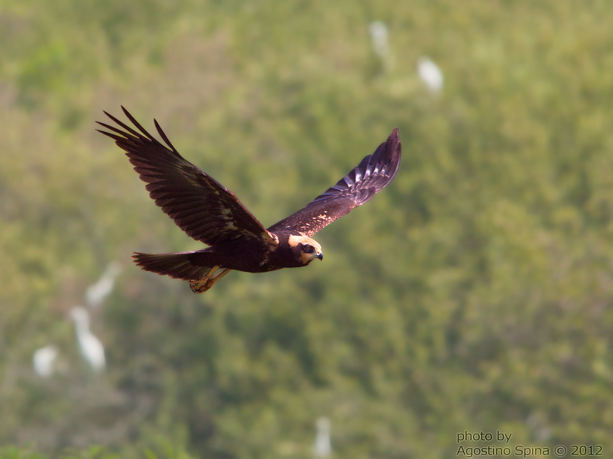 Giovane falco di palude femmina