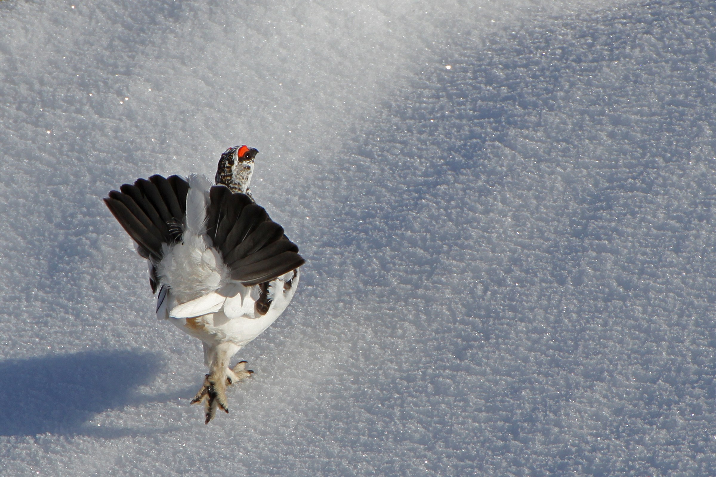 La parata della pernice bianca - Dolomiti