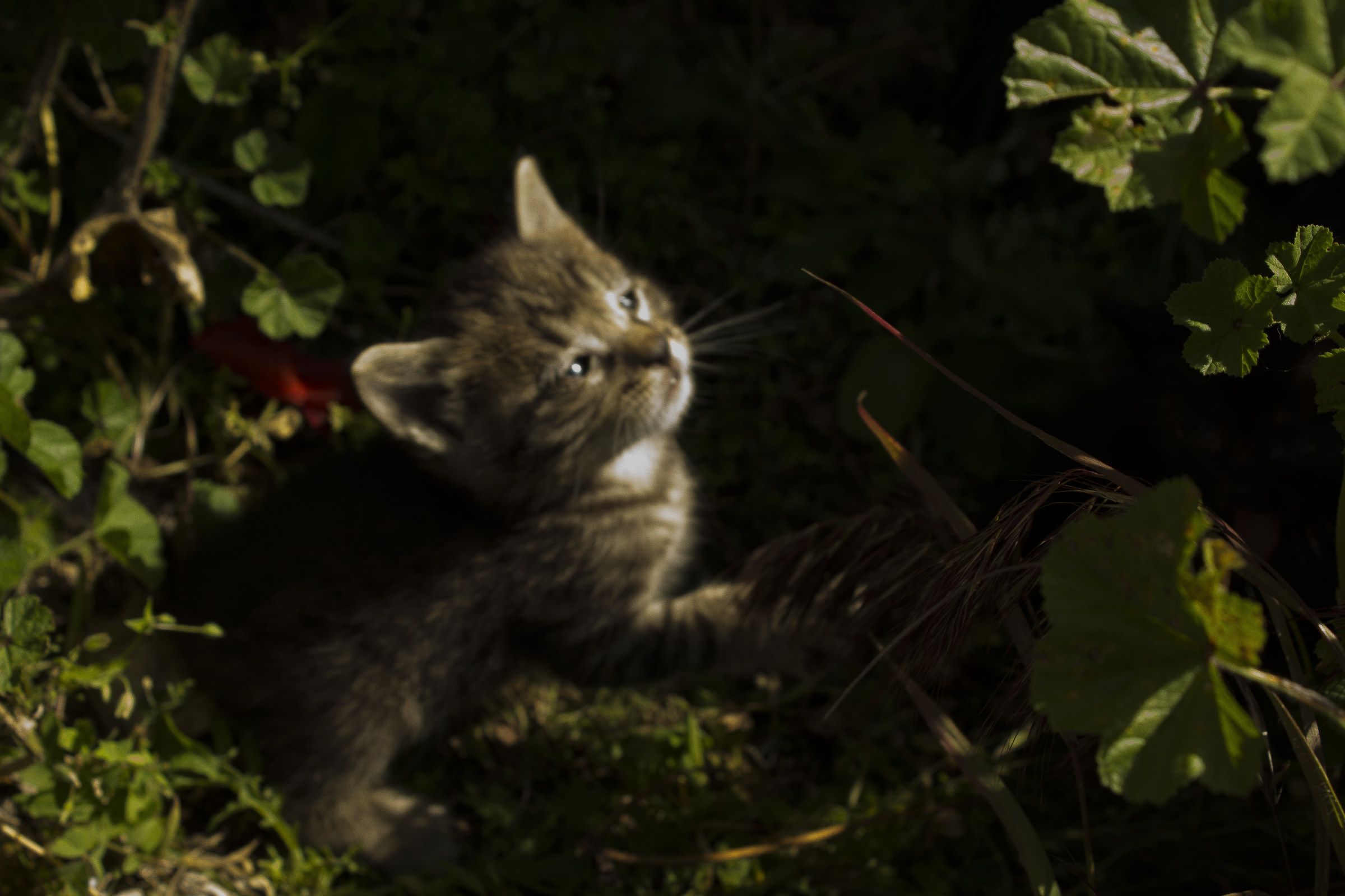 Puppies of the Site 2016