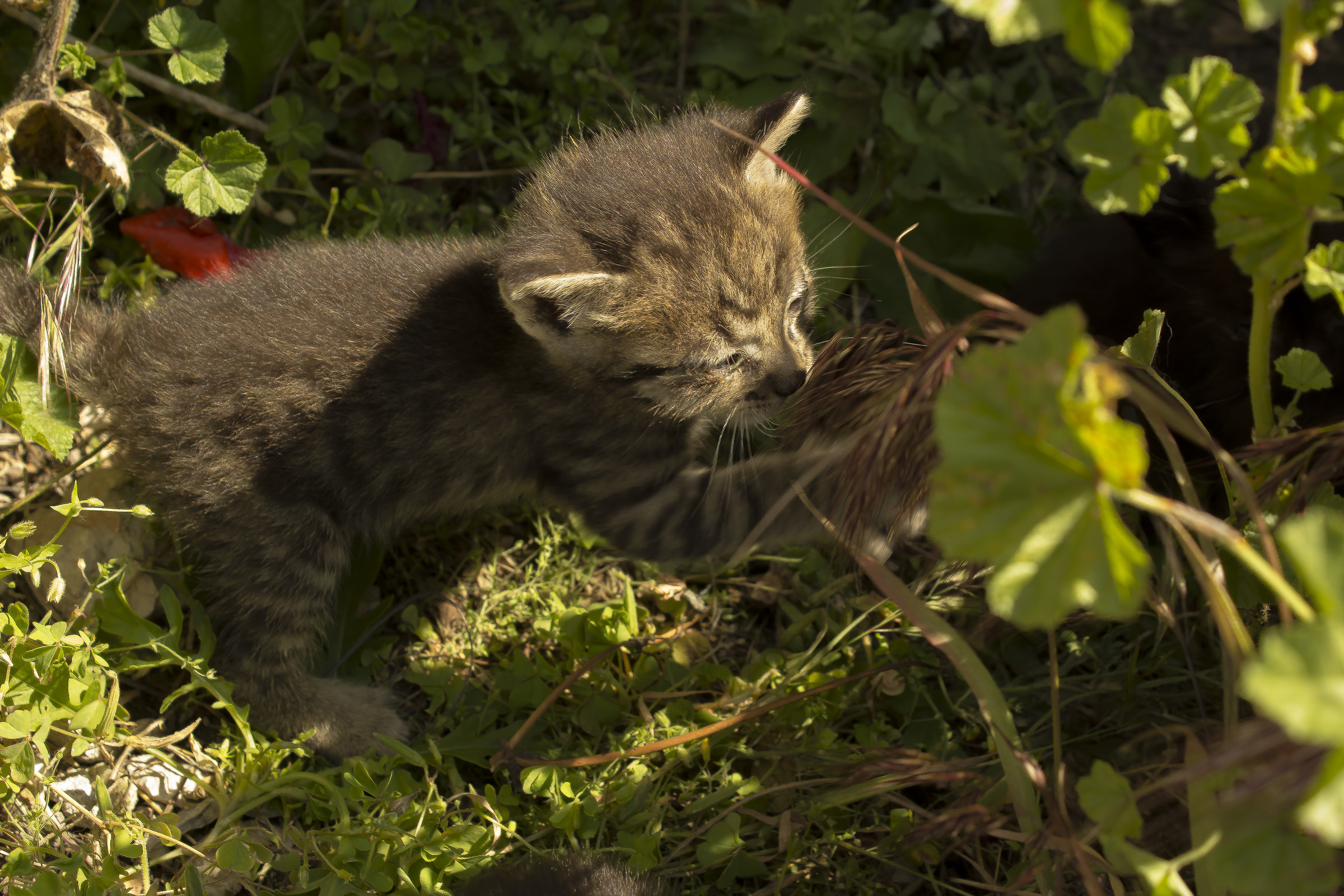 Puppies of the Site 2016