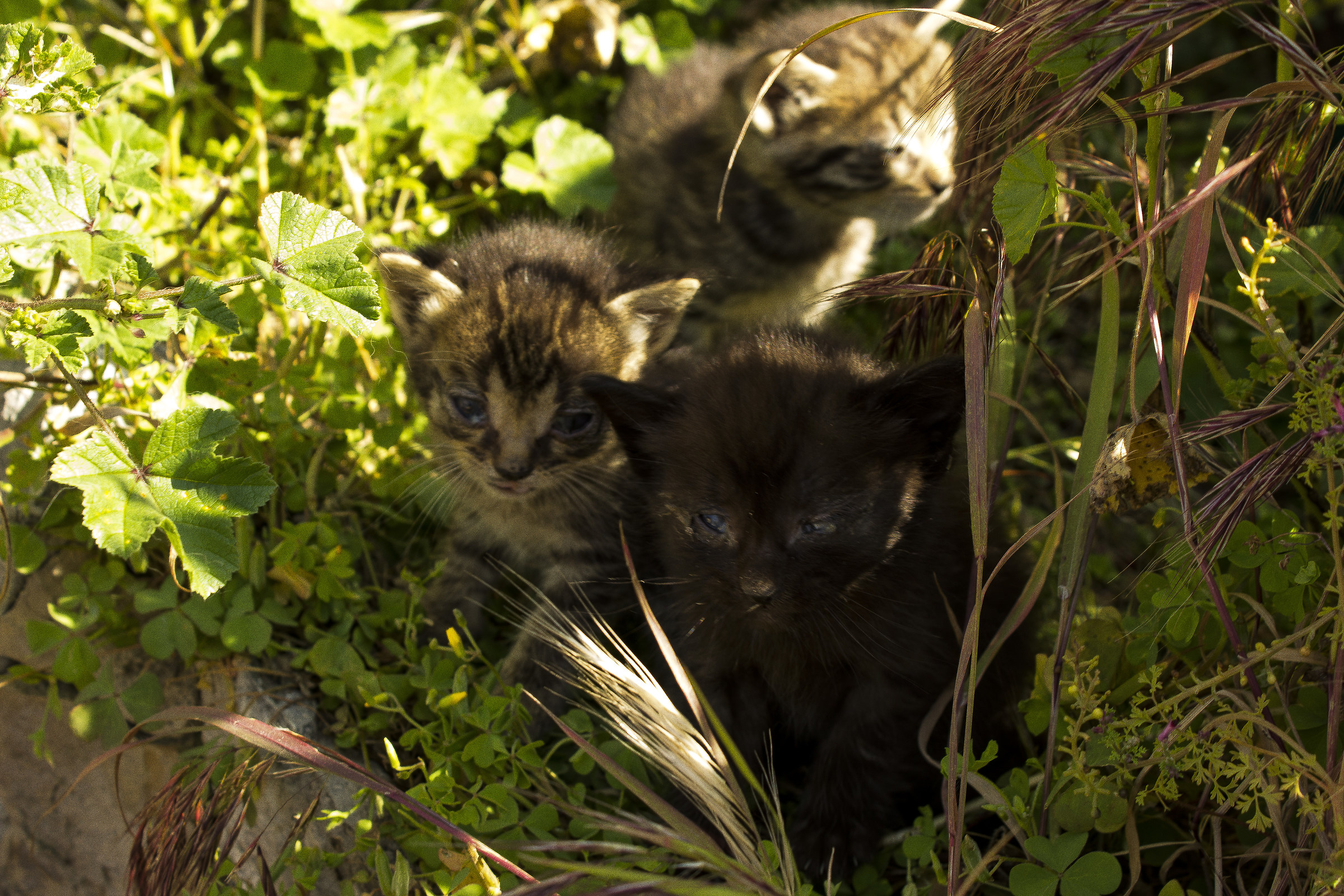 Puppies of the Site 2016