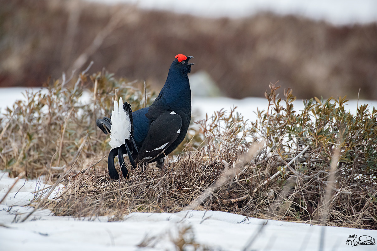 Gallo Forcello - Grouse black