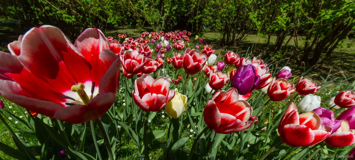 tulips
