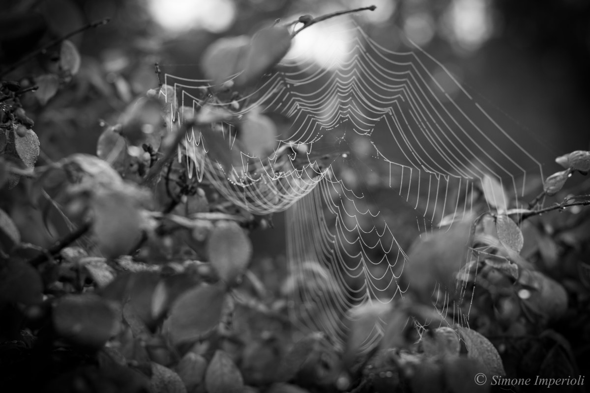 Web
