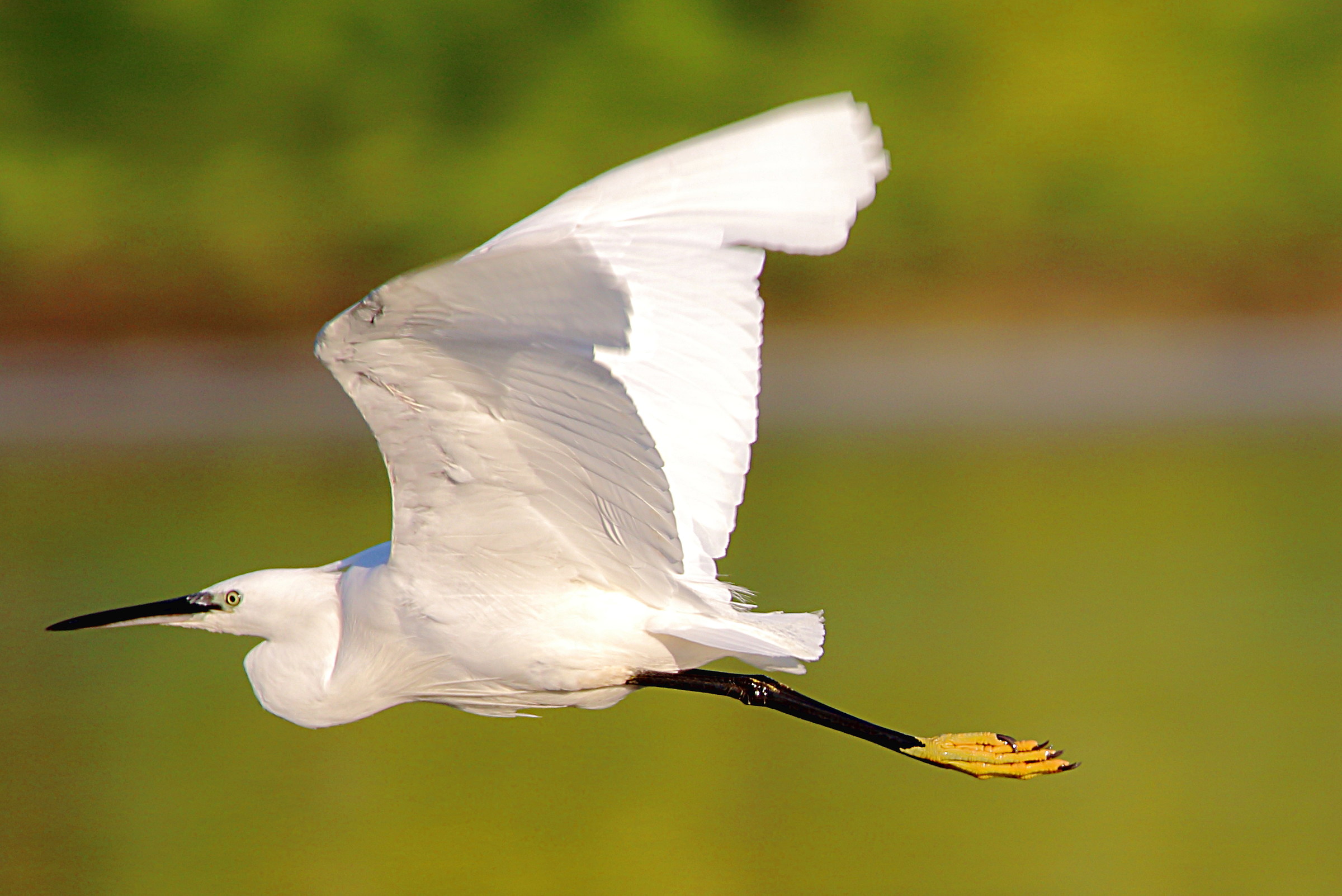 egret