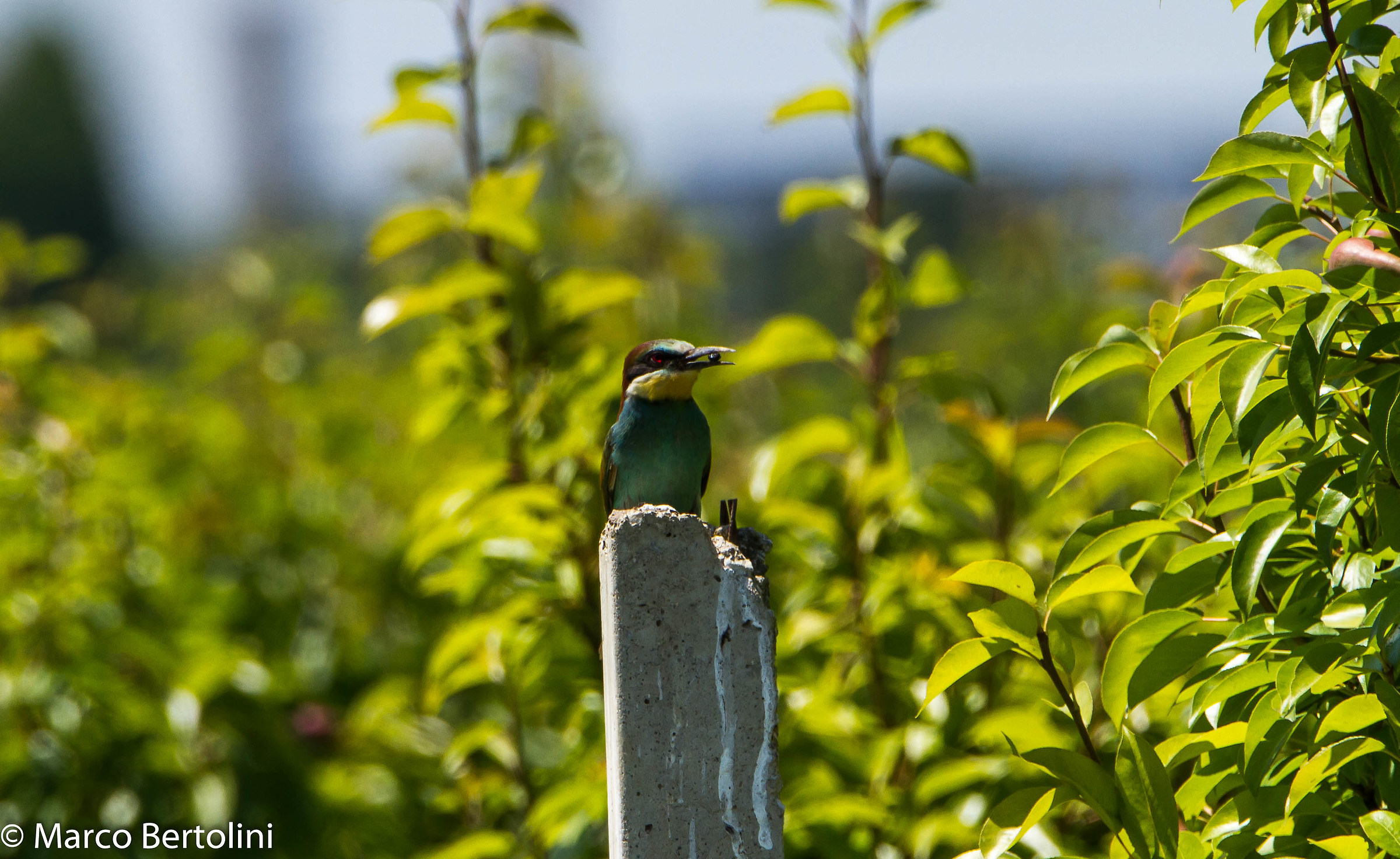 Bee Eater