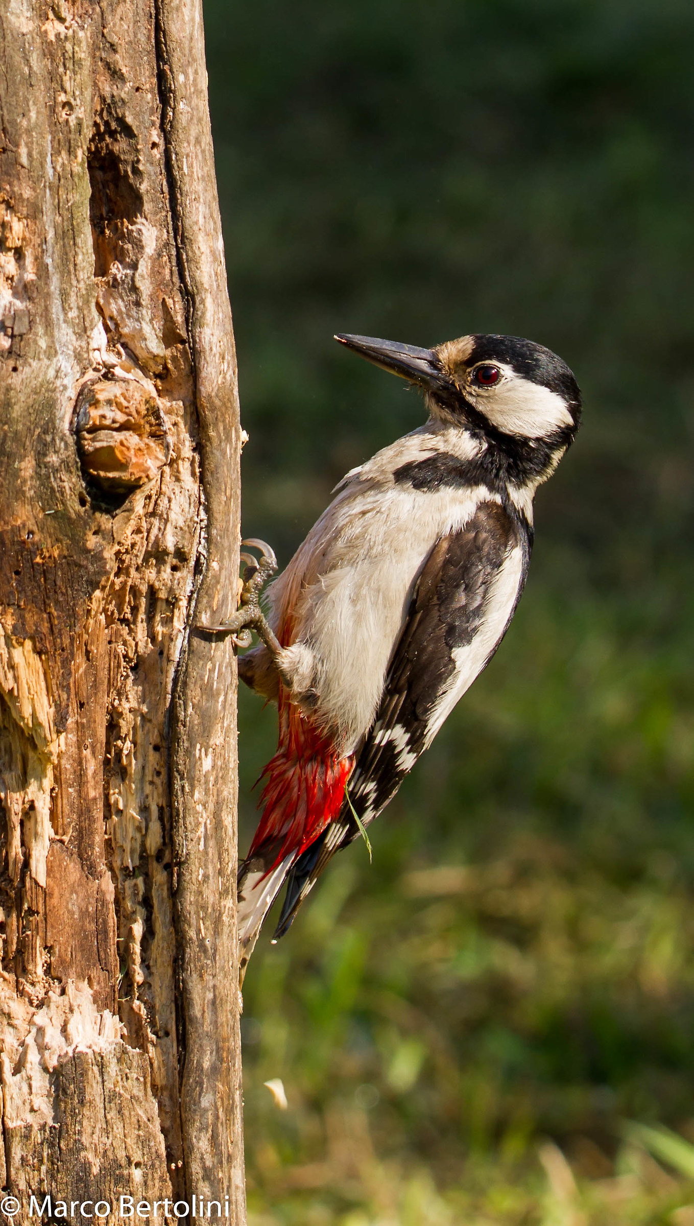 Great Spotted Woodpecker (f)