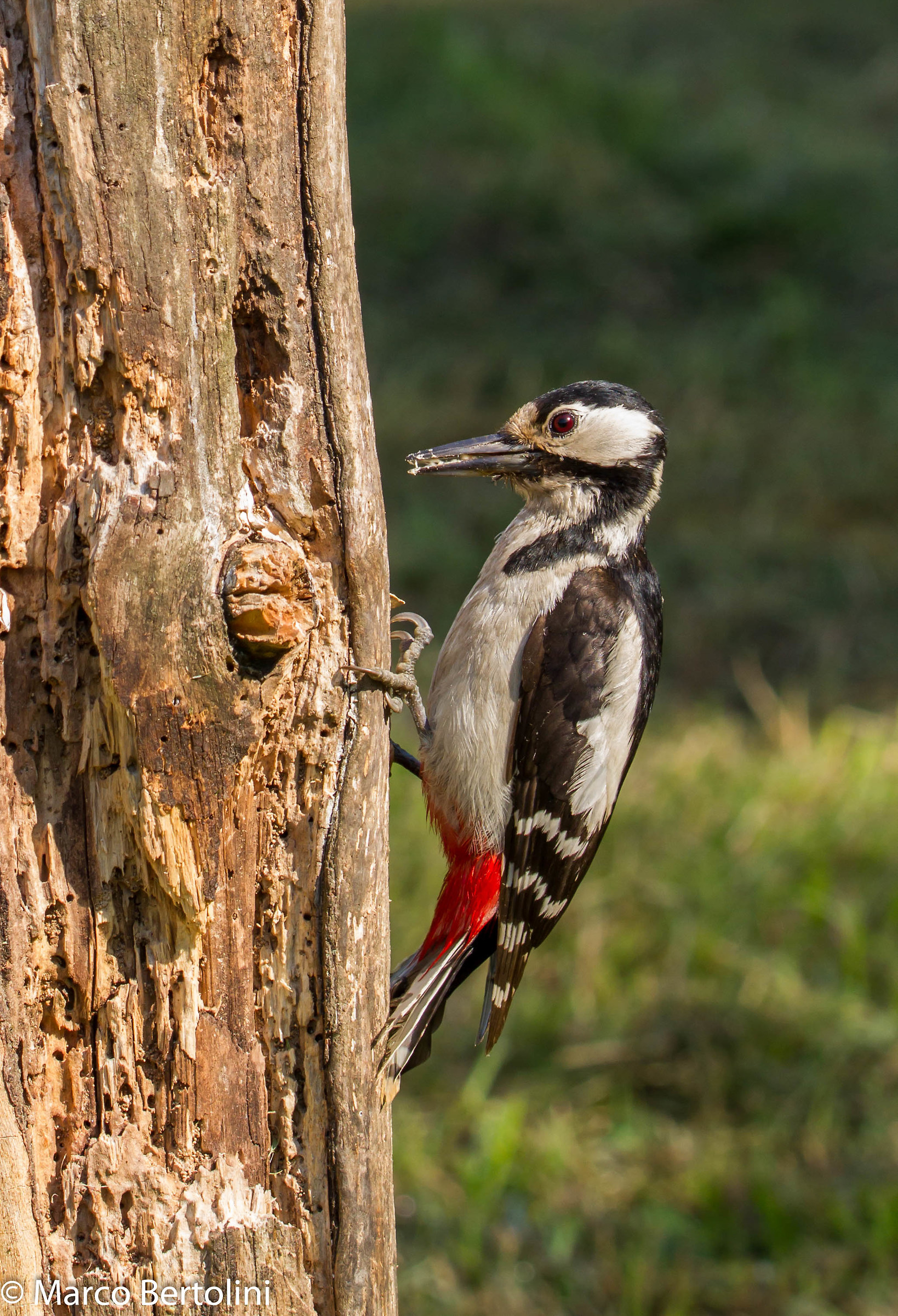 Great Spotted Woodpecker (f)