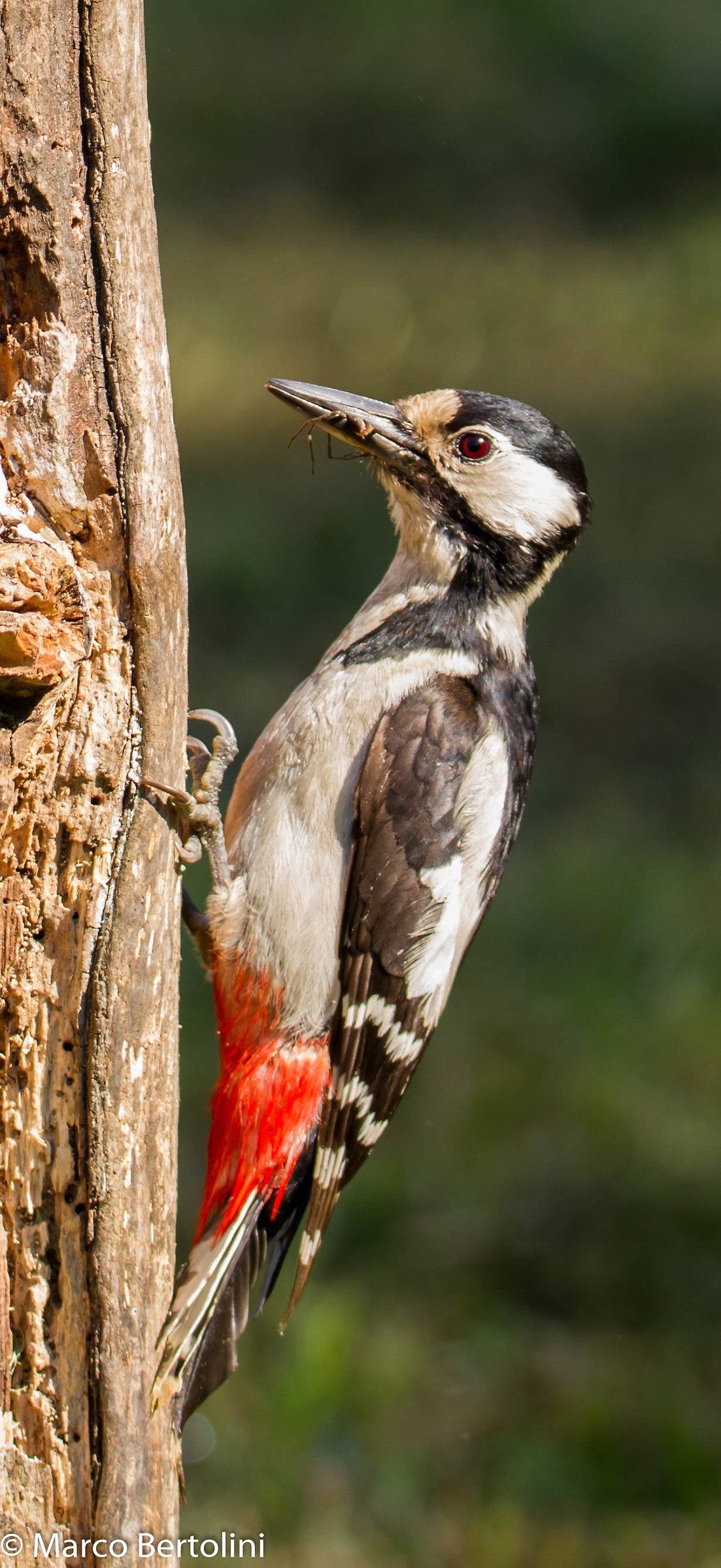 Great Spotted Woodpecker (f)