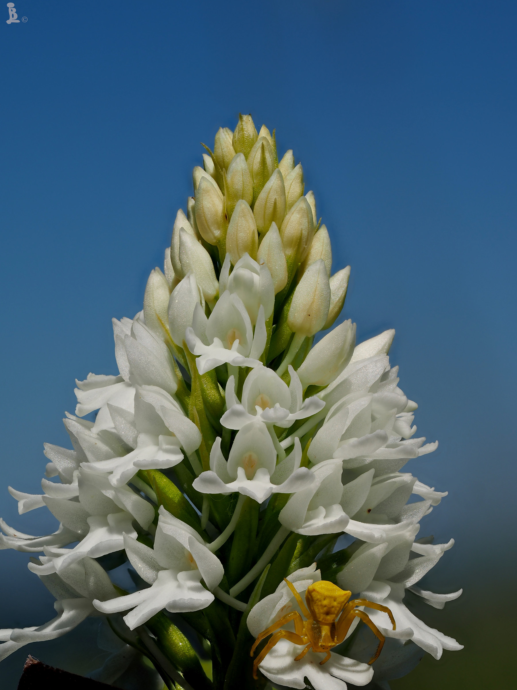 Anacamptis pyramidalis nivea 2