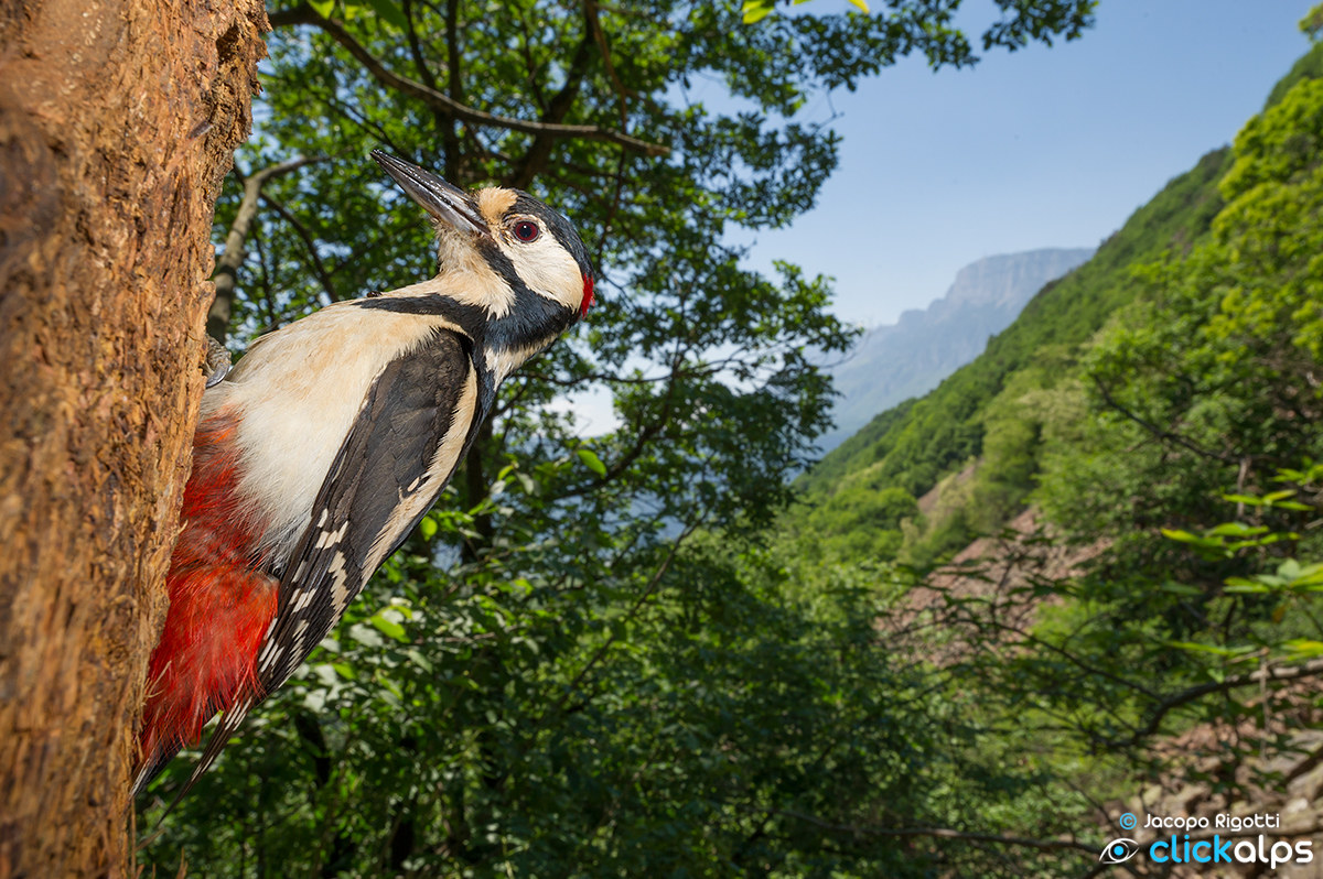 woodpecker and paganella