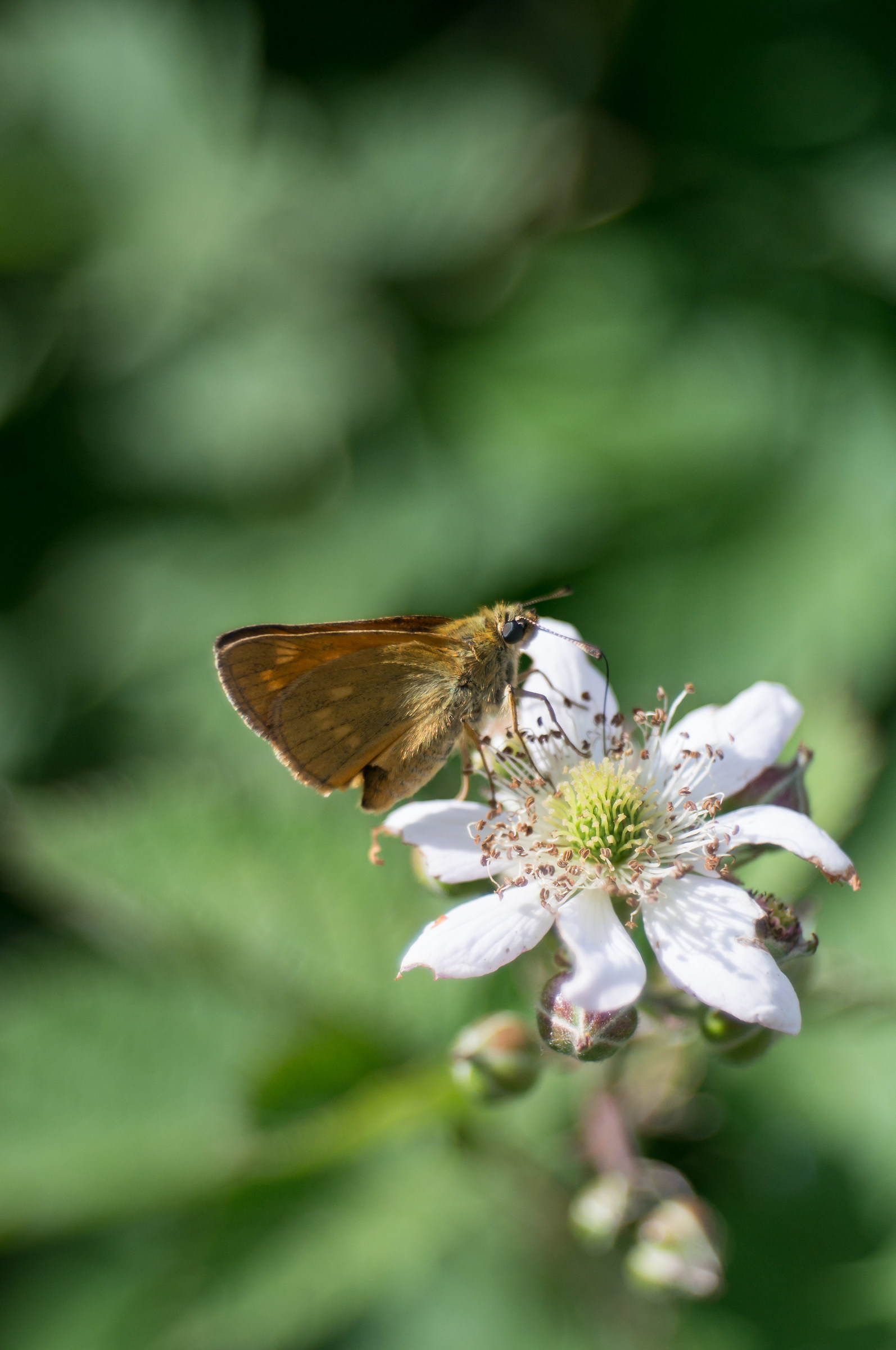 Erynnis tages on blackberries