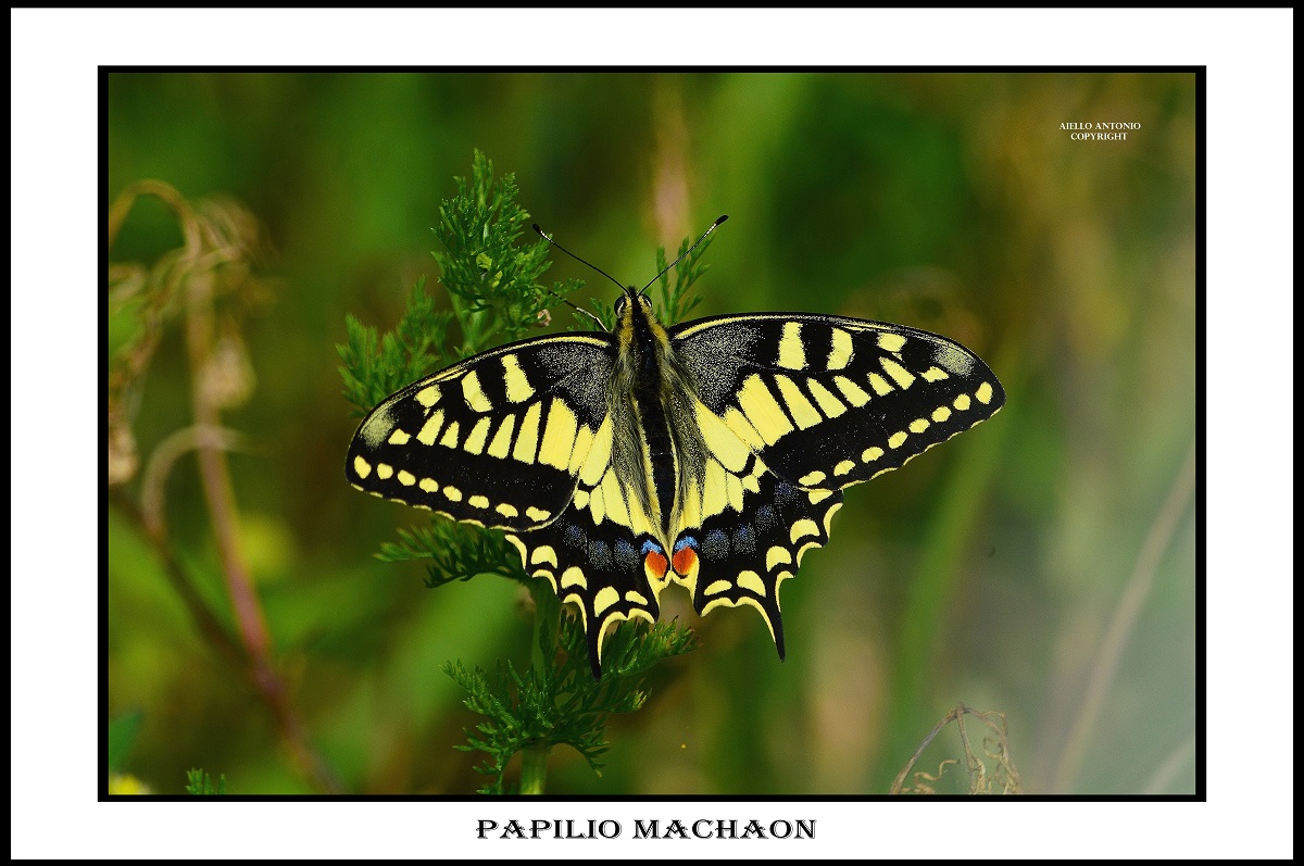 Papilio machaon