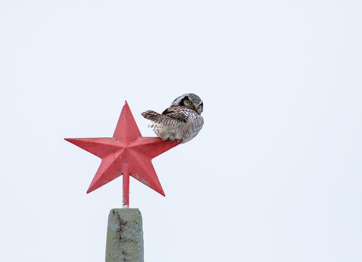 la sentinella  (Surnia ulula)