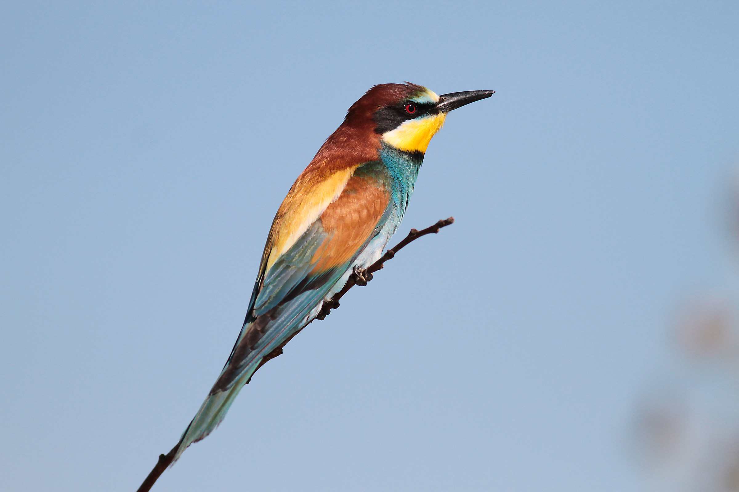 Bee Eater