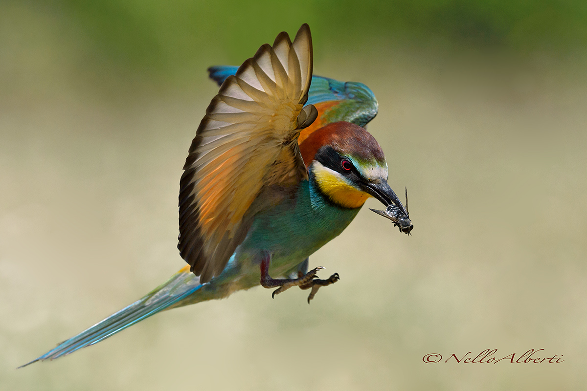 arriving to roost with a lot of wind