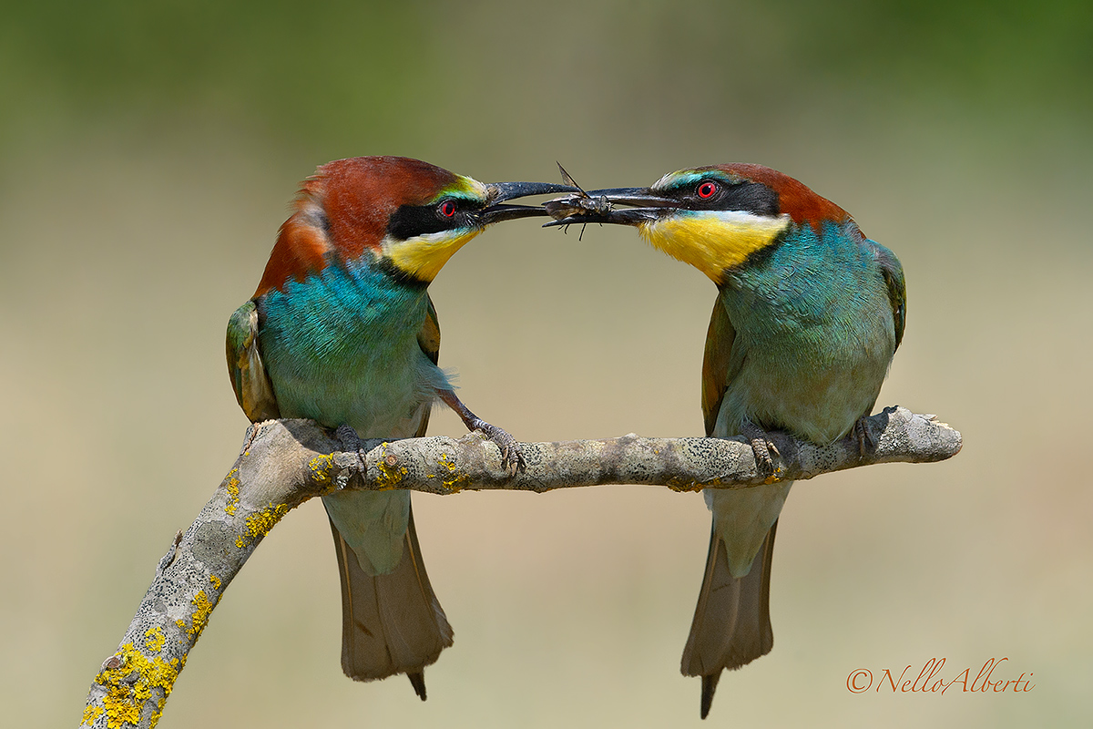 bee-eaters the gift!