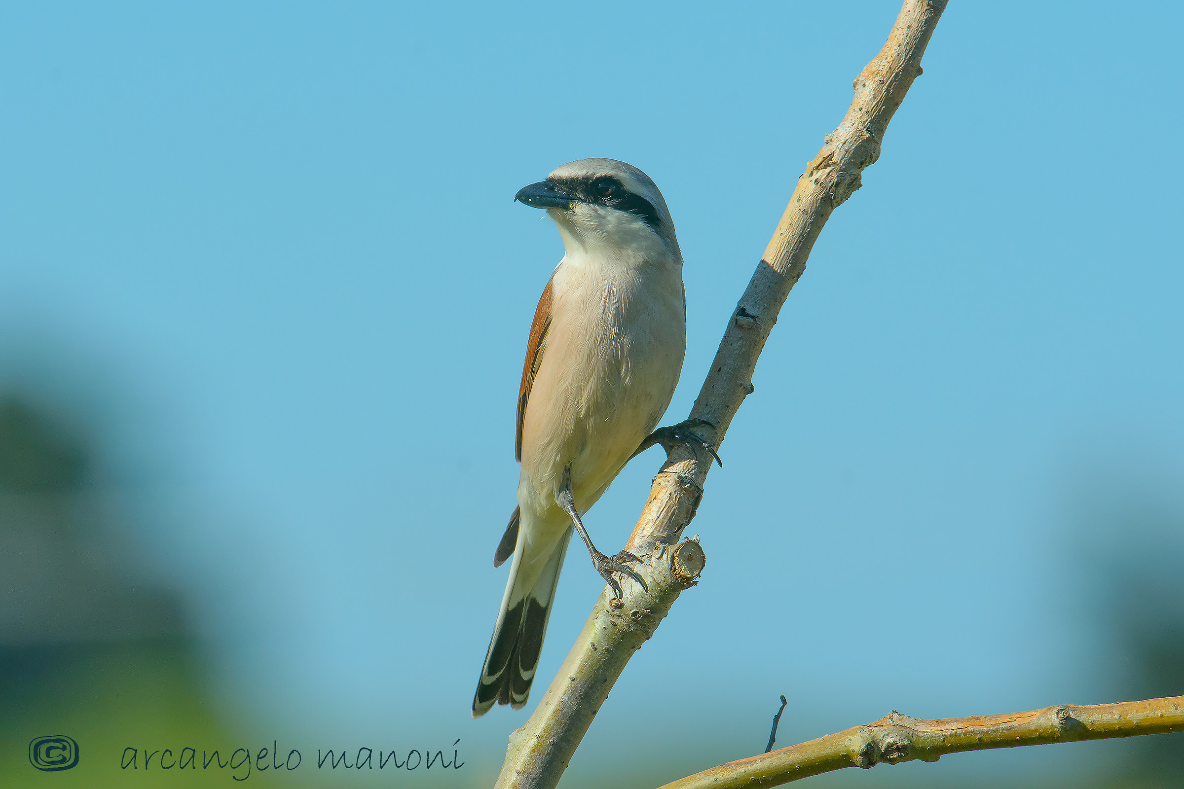 Averla: un passeraceo  dal piumaggio fantastico