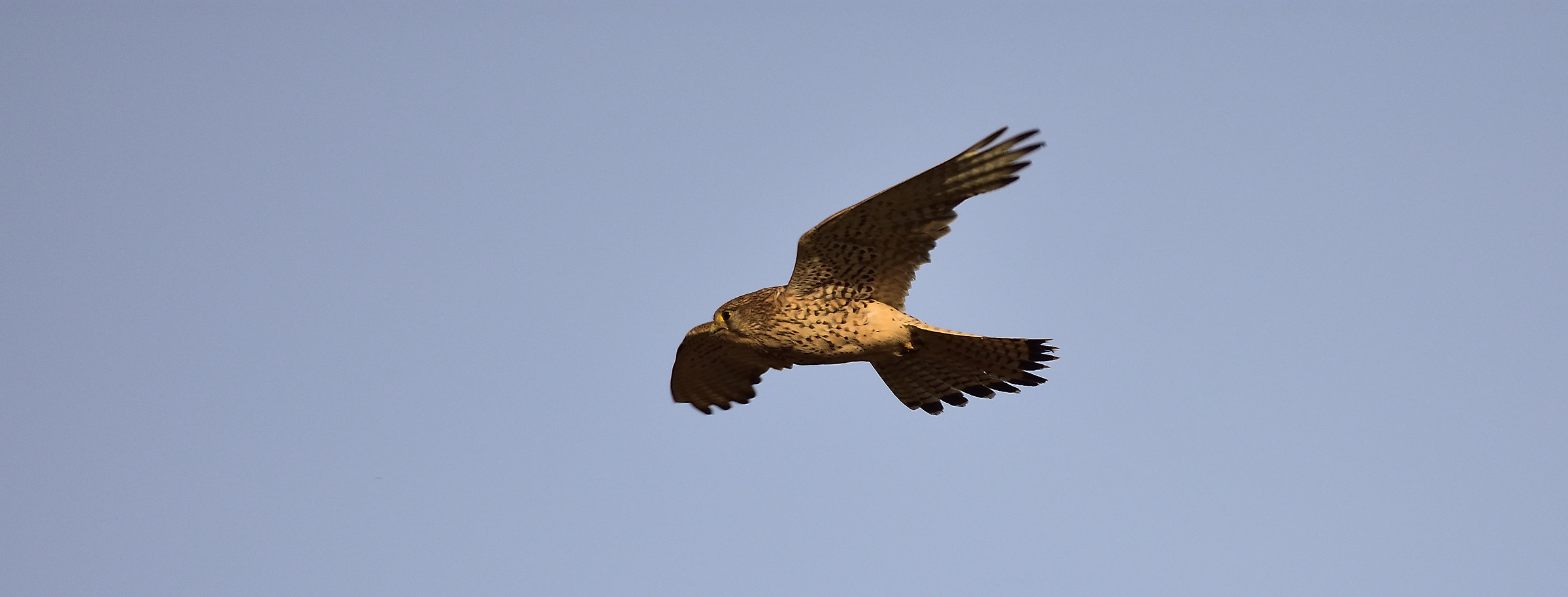 kestrel