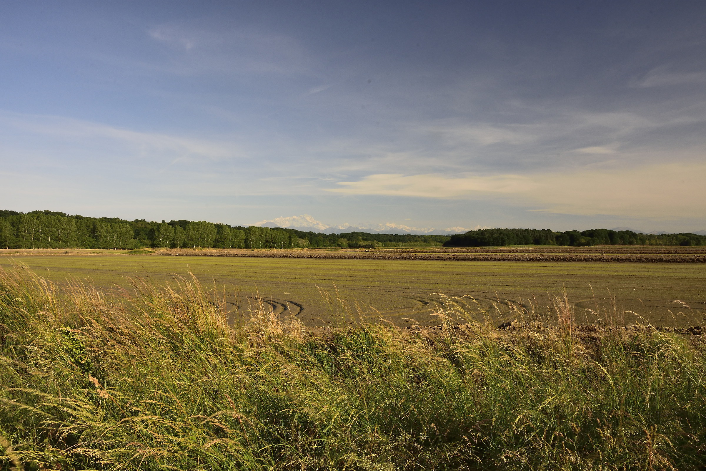 rice paddies and Monte Rosa