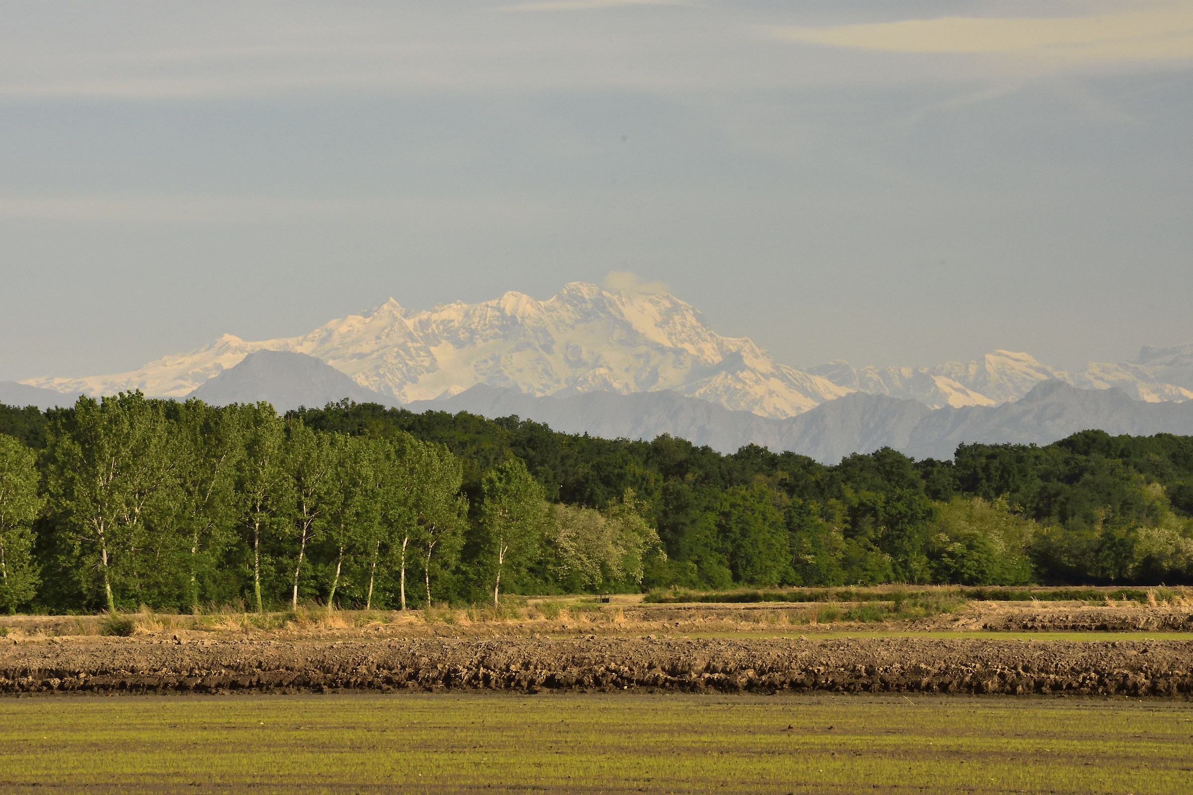 Monte Rosa above the rice paddies