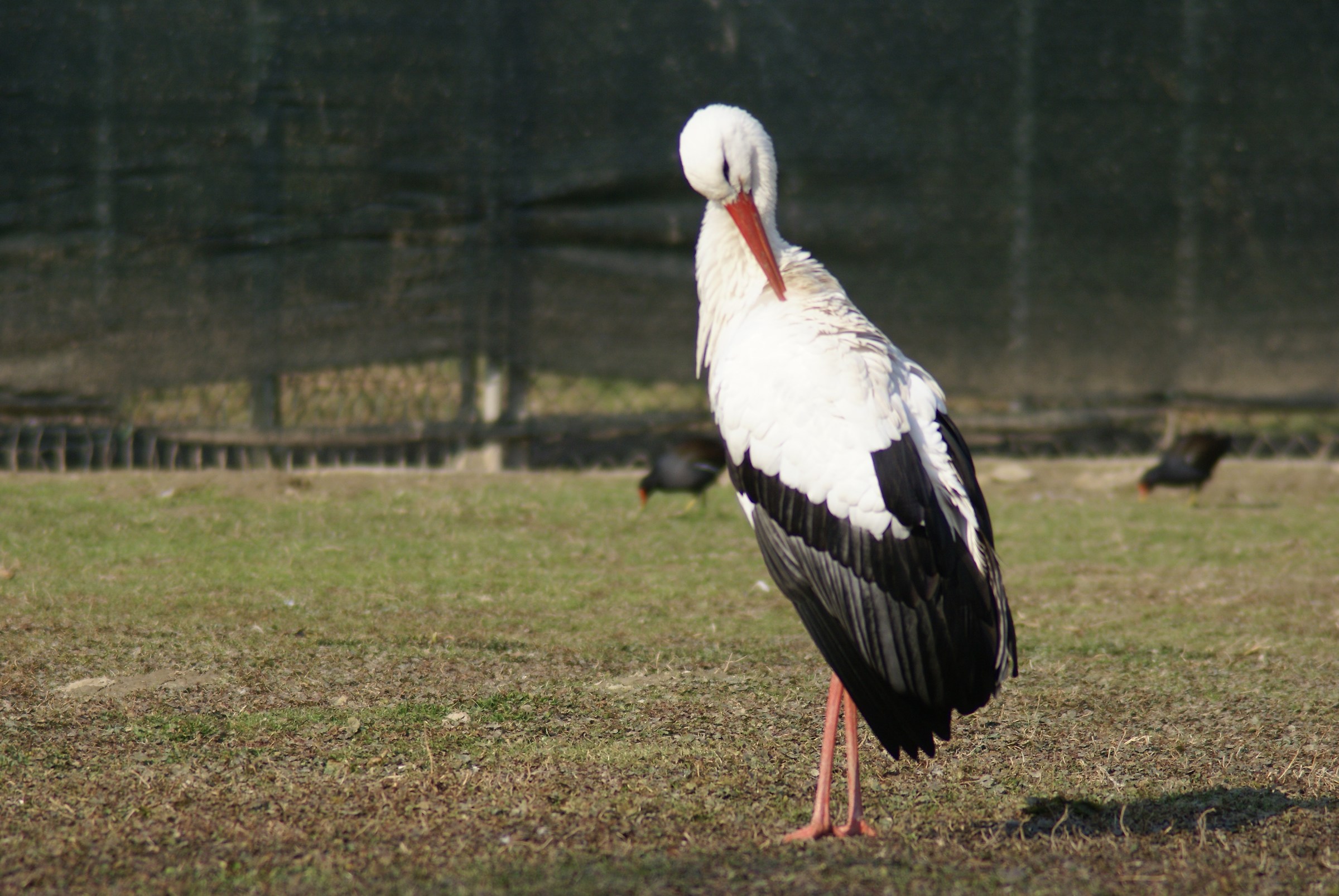 stork