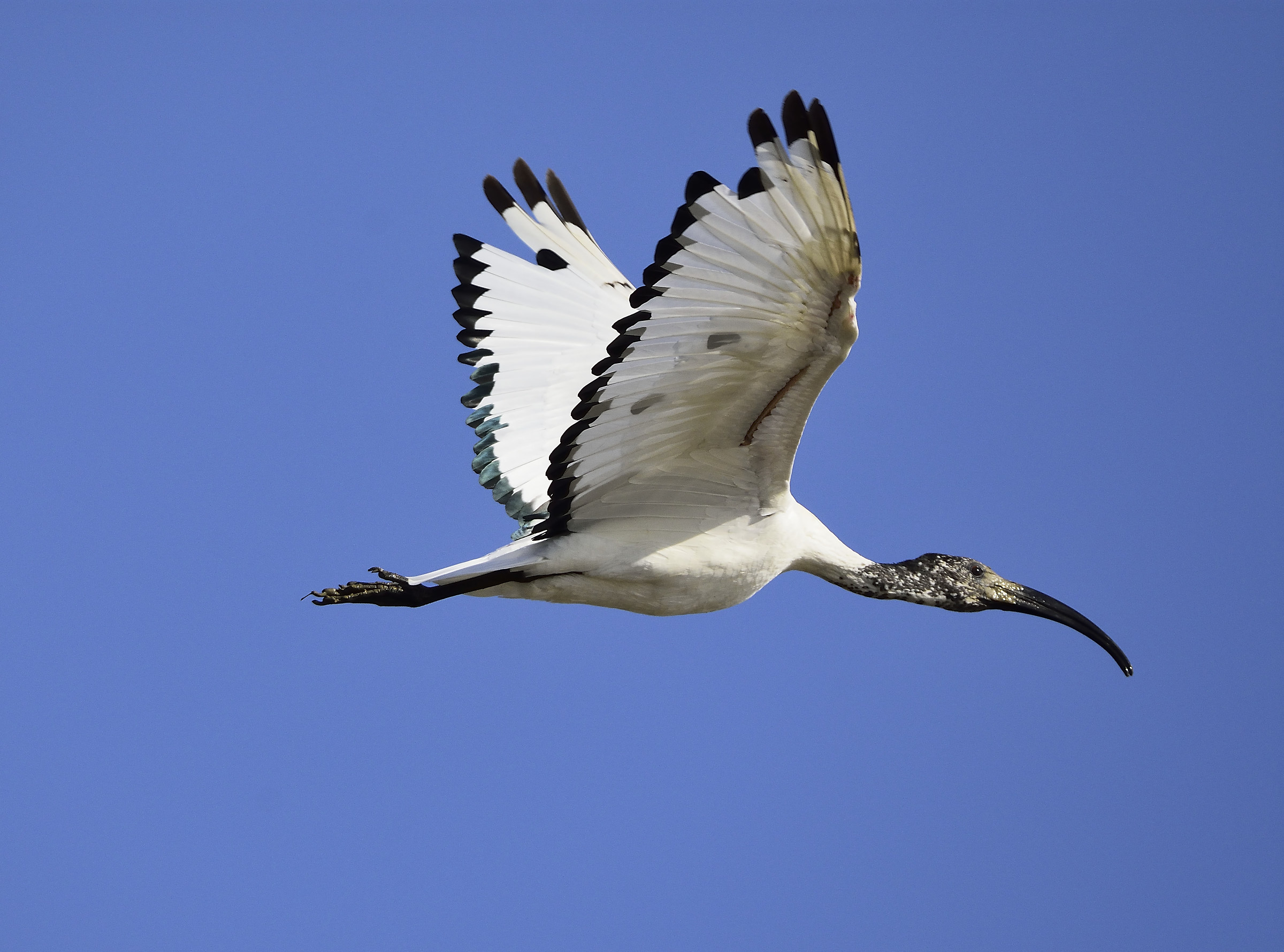 sacred ibis