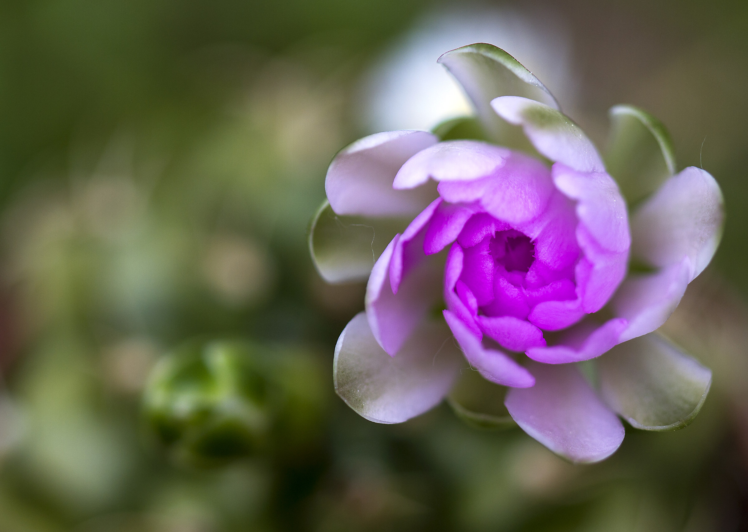 Gymnocalicium of flower