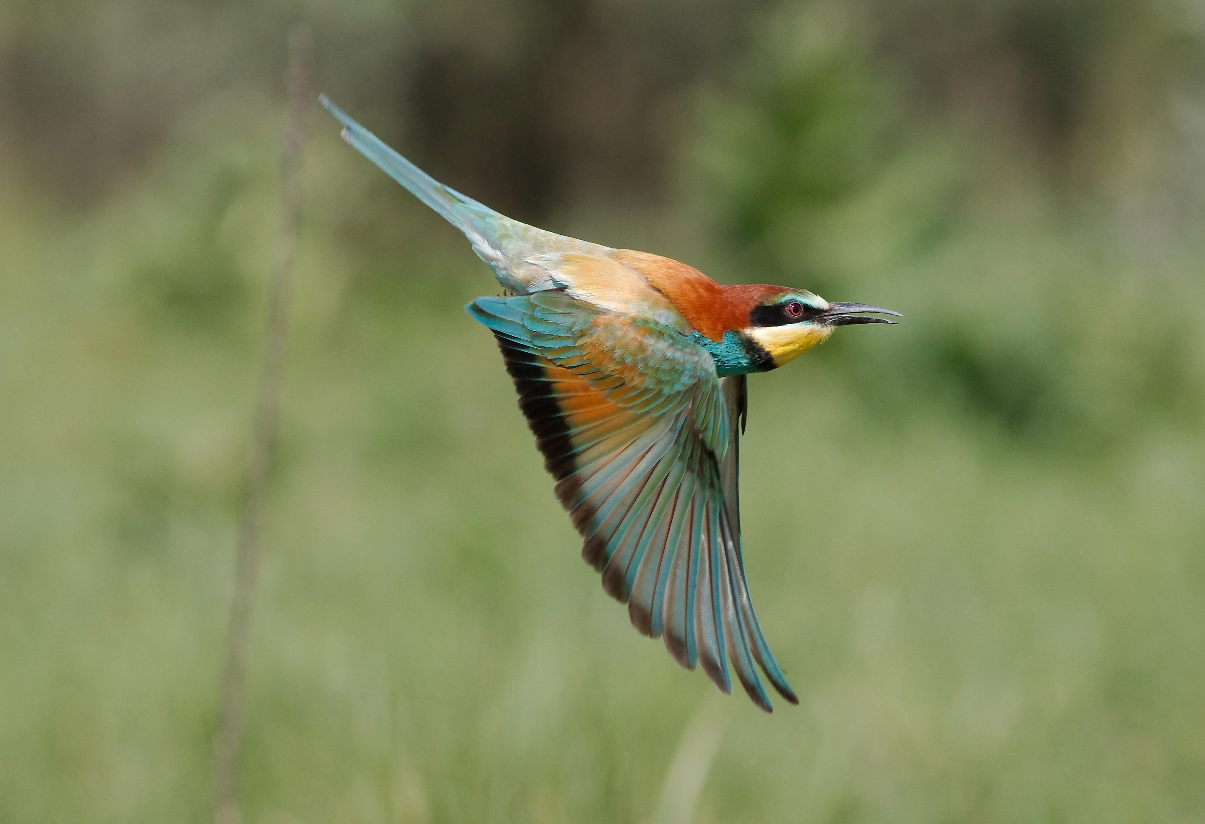 il volo del gruccione