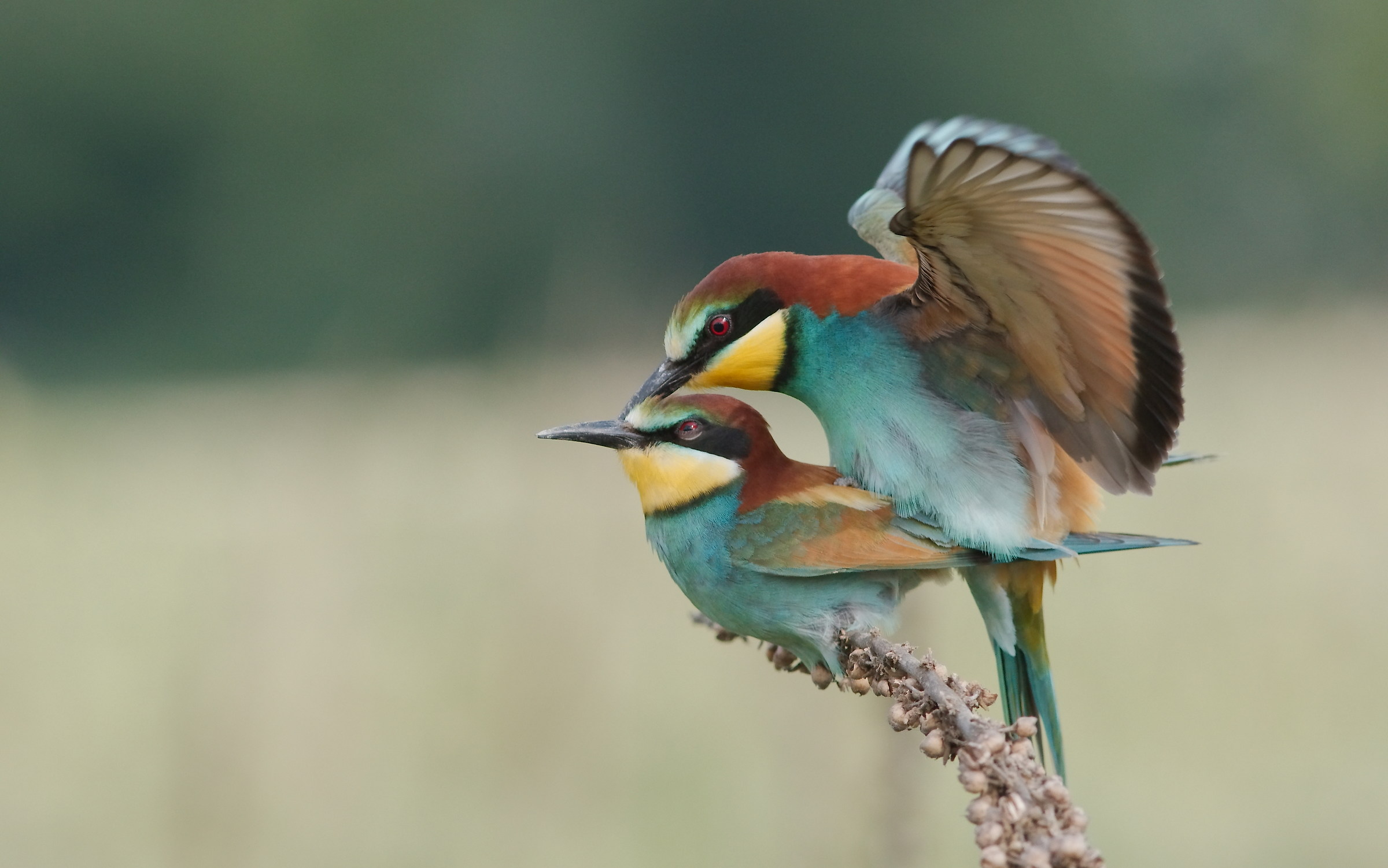 l'accoppiamento dei gruccioni