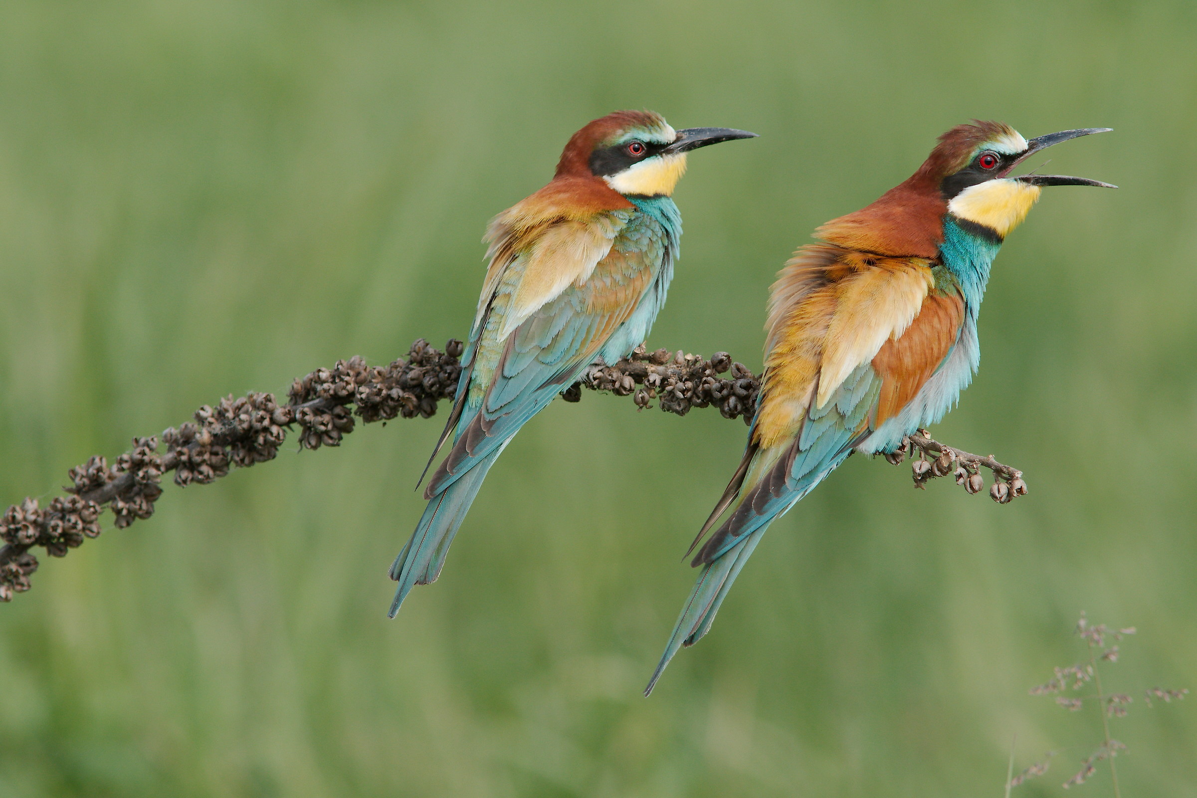 lui e lei, gruccioni