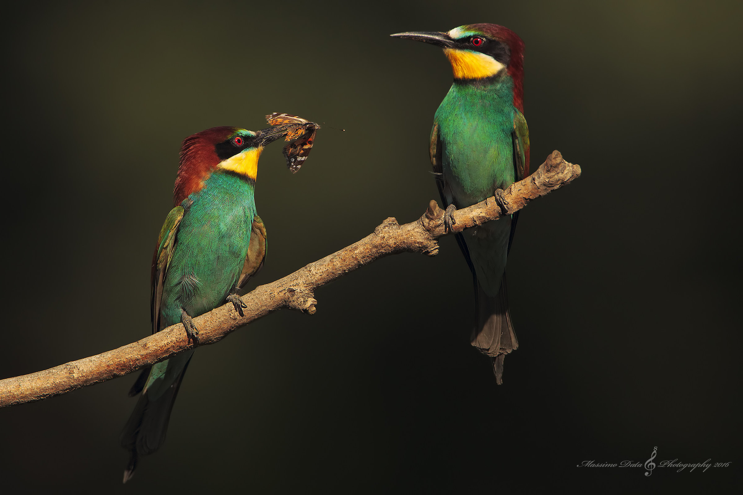 The bee-eaters and the Butterfly