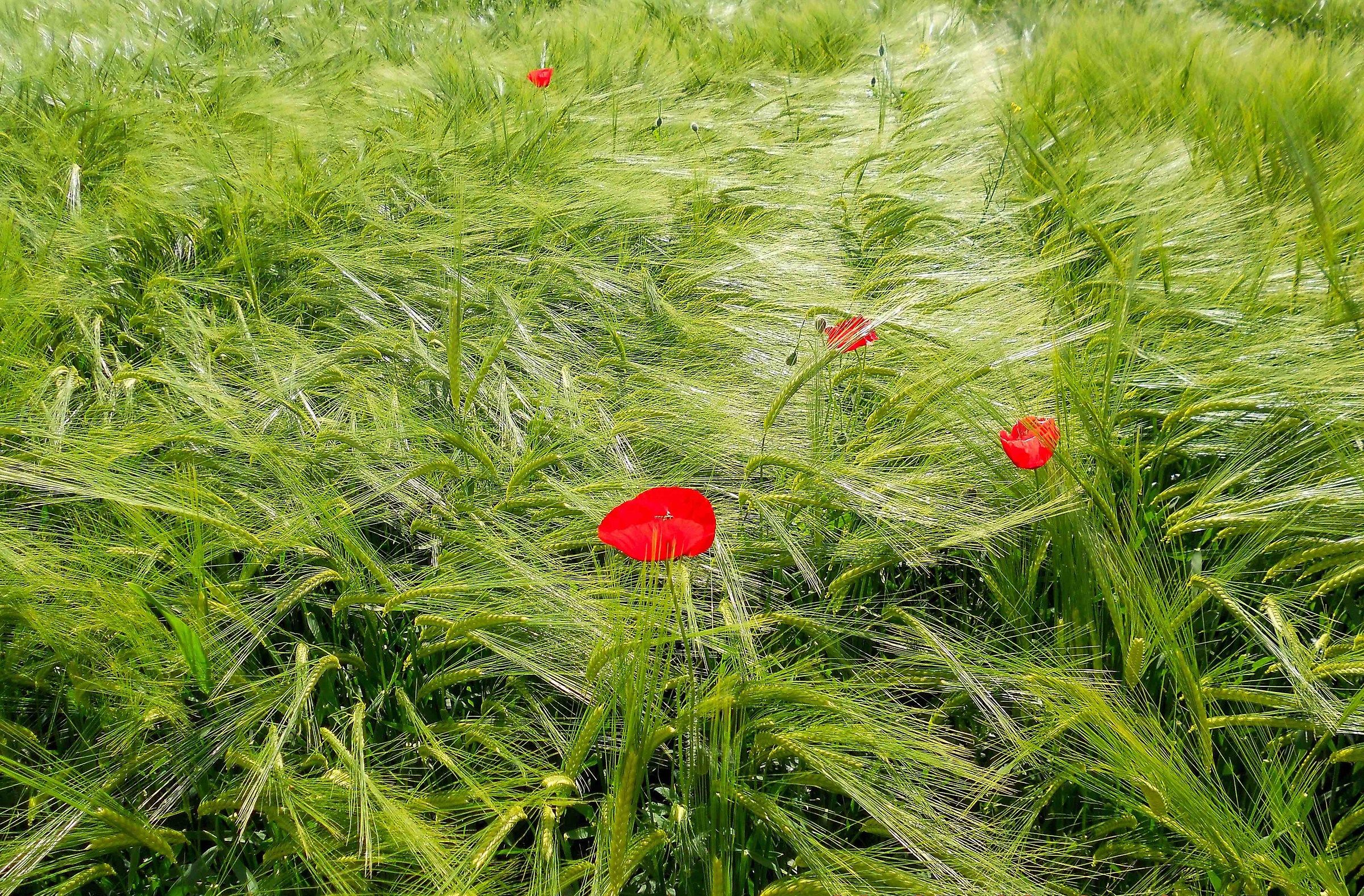 Poppies and grano_01