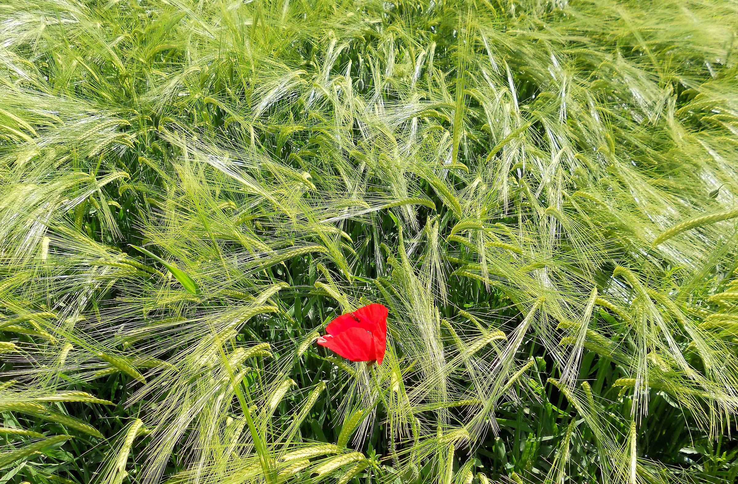 Poppies and grano_02