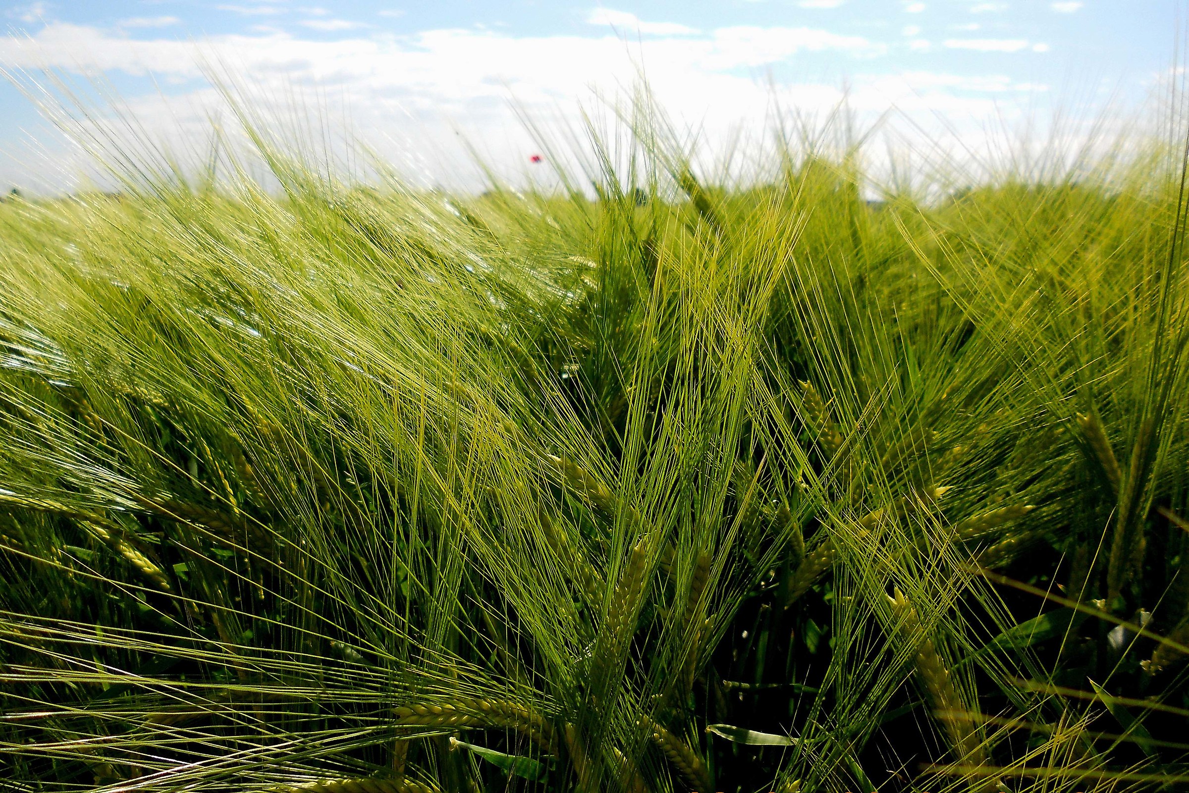 Poppies and grano_03