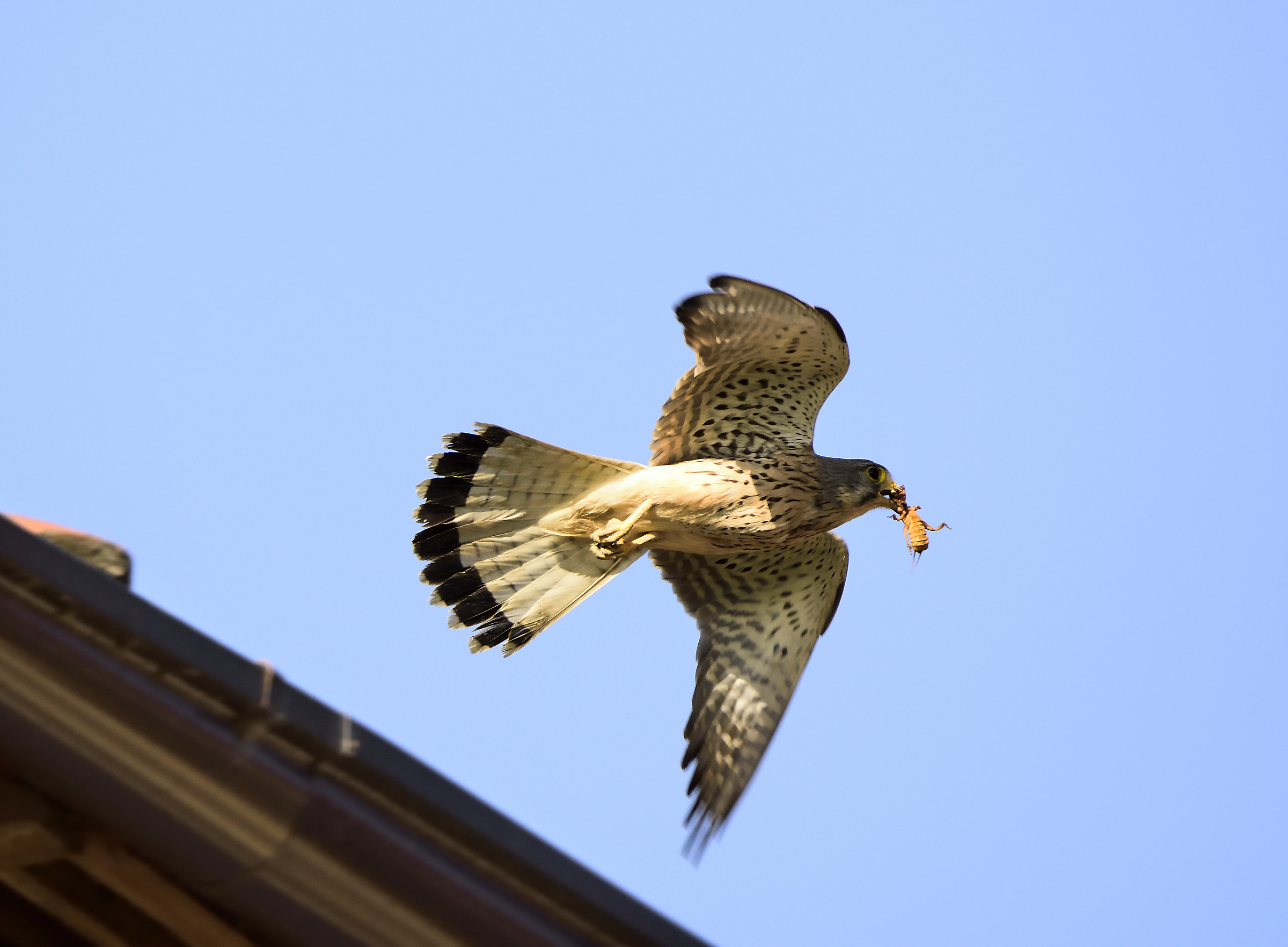 Kestrel with food